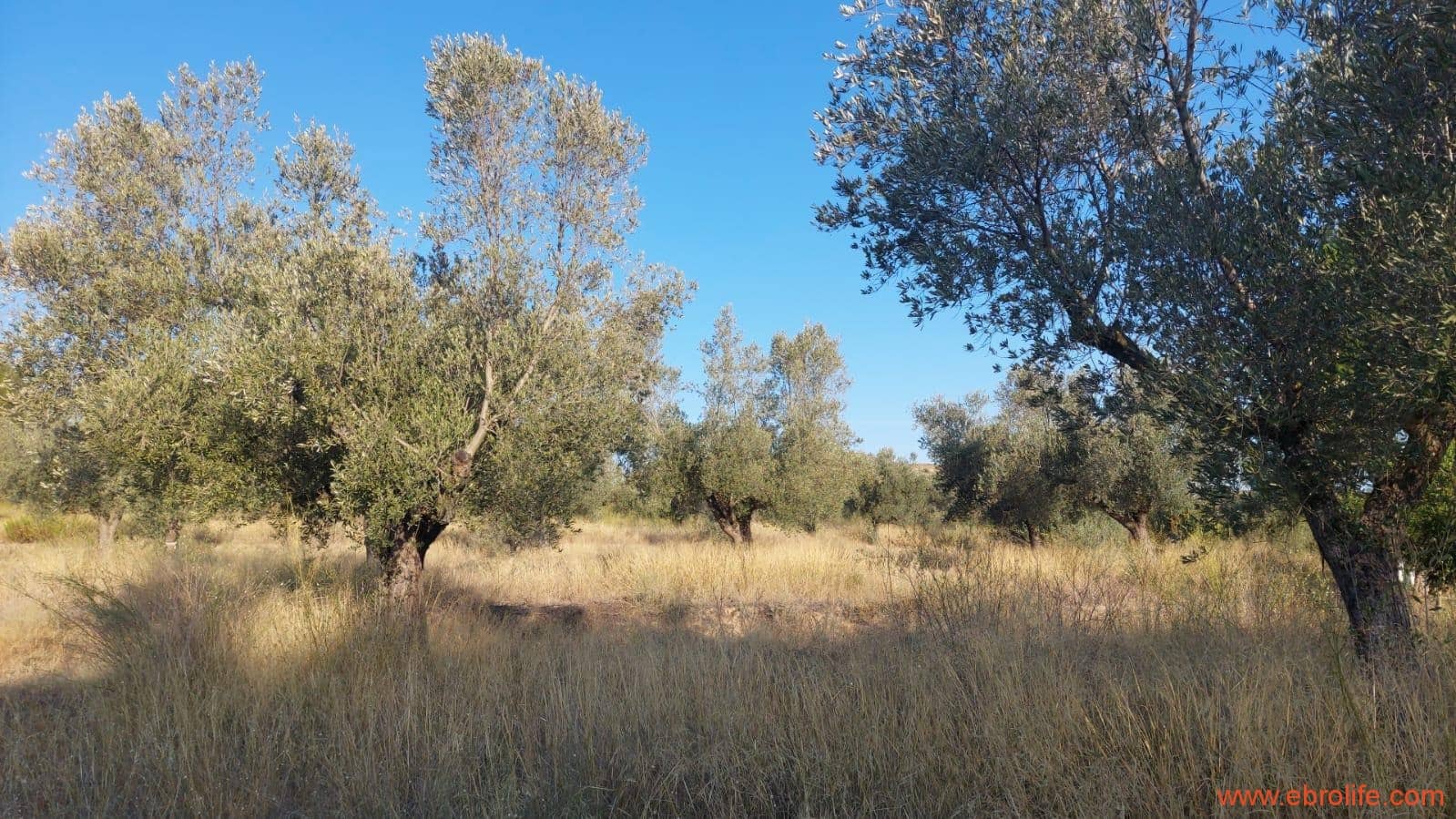 1 soverom Finca/Herregård til salgs i Caspe - € 28 000 (Ref: 9248380)