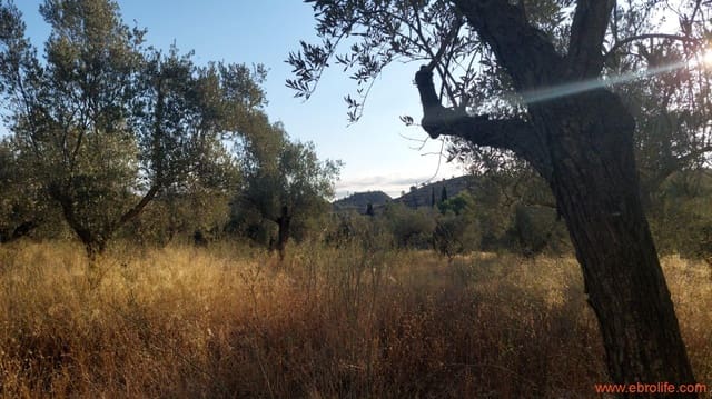 Finca/Casa Rural de 1 habitación en Caspe en venta - 28.000 € (Ref: 9248380)