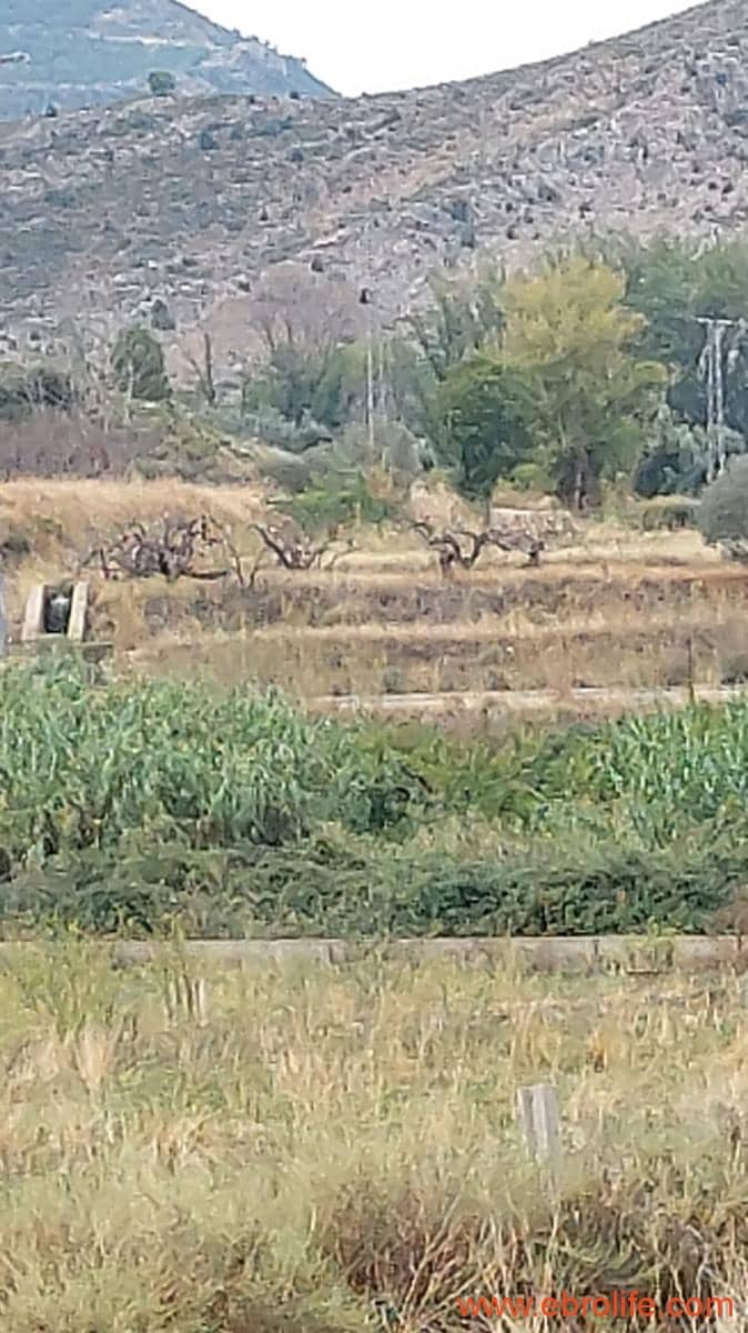 1 soveværelse Finca/Landehus til salg i Calanda - € 46.000 (Ref: 9302830)