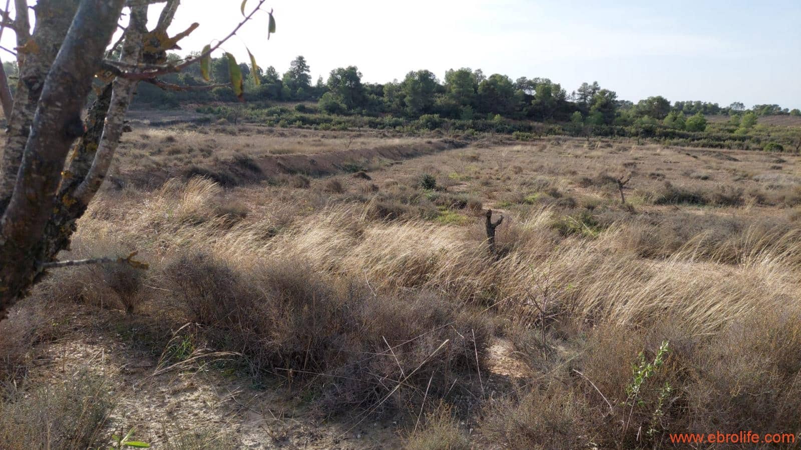 1 slaapkamer Finca/Landhuis te koop in Nonaspe - € 43.000 (Ref: 9398016)