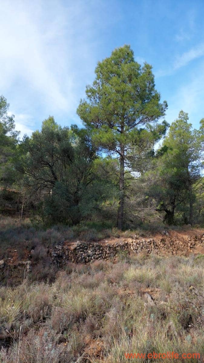 1 Zimmer Finca/Landgut zu verkaufen in Rafales - 58.000 € (Ref: 9442849)