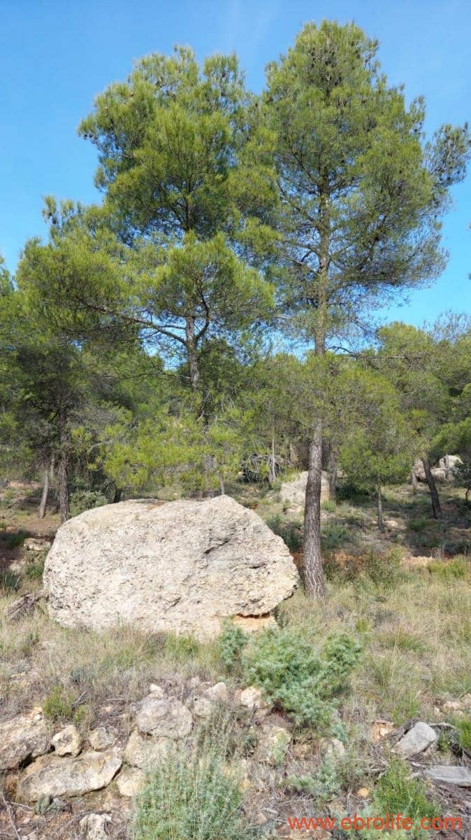 1 Zimmer Finca/Landgut zu verkaufen in Rafales - 58.000 € (Ref: 9442849)