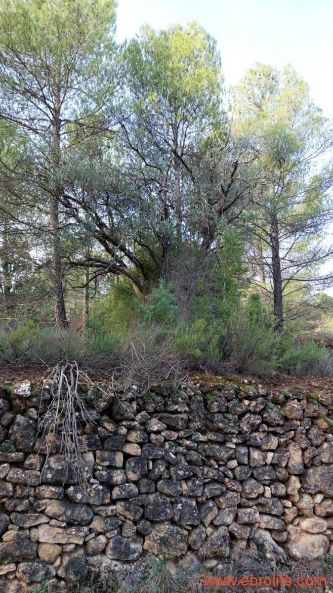 1 Zimmer Finca/Landgut zu verkaufen in Rafales - 58.000 € (Ref: 9442849)