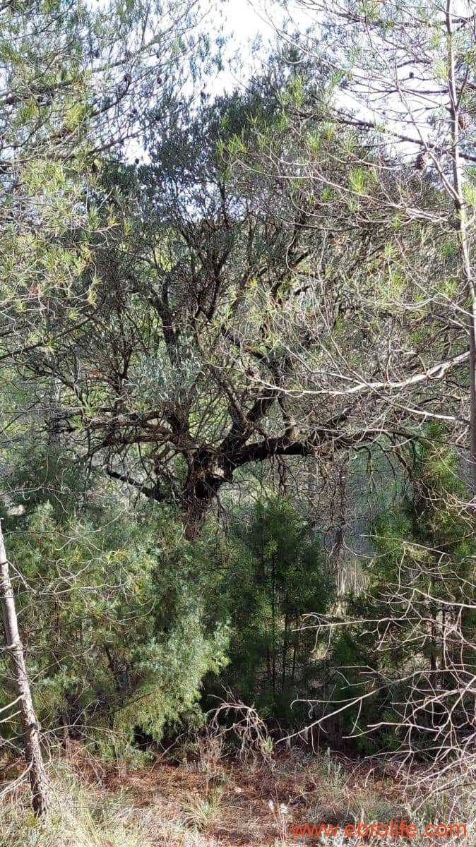 1 Zimmer Finca/Landgut zu verkaufen in Rafales - 58.000 € (Ref: 9442849)