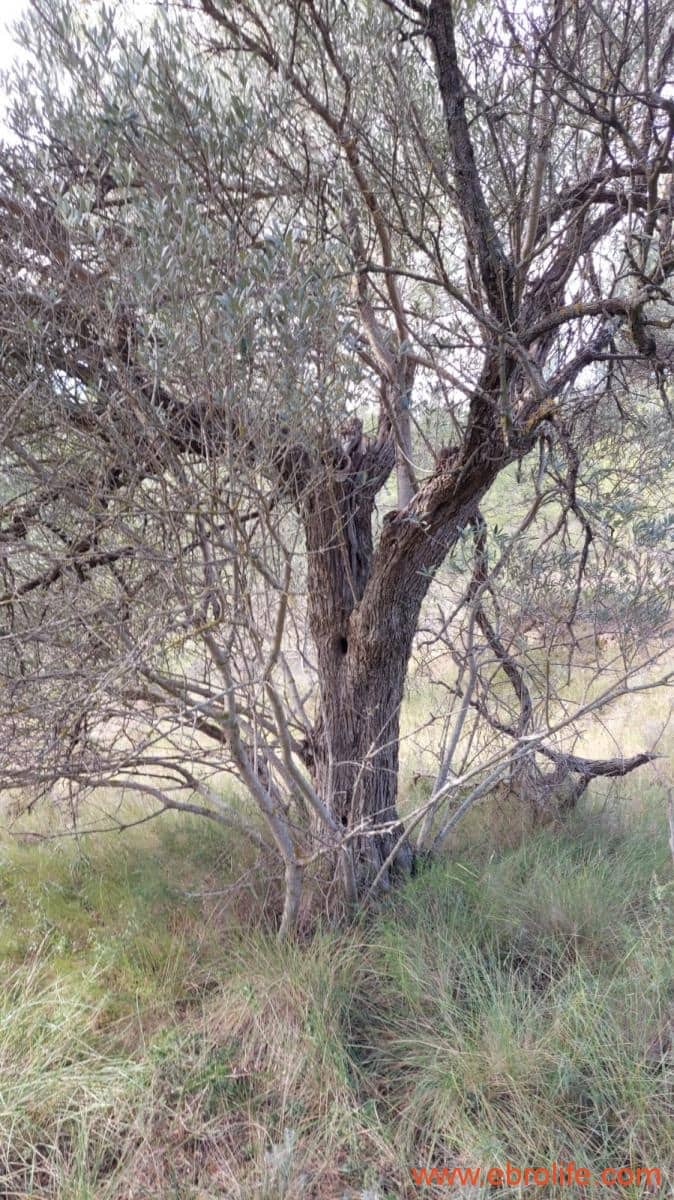 1 Zimmer Finca/Landgut zu verkaufen in Rafales - 58.000 € (Ref: 9442849)