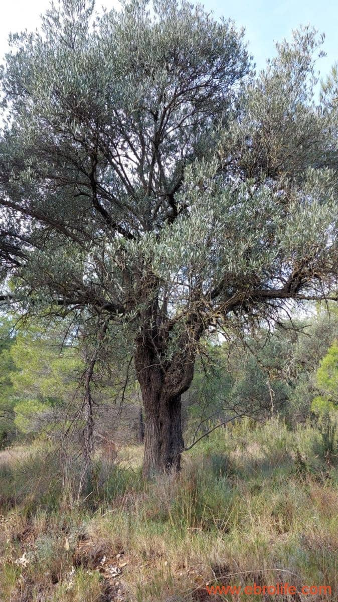 1 Zimmer Finca/Landgut zu verkaufen in Rafales - 58.000 € (Ref: 9442849)