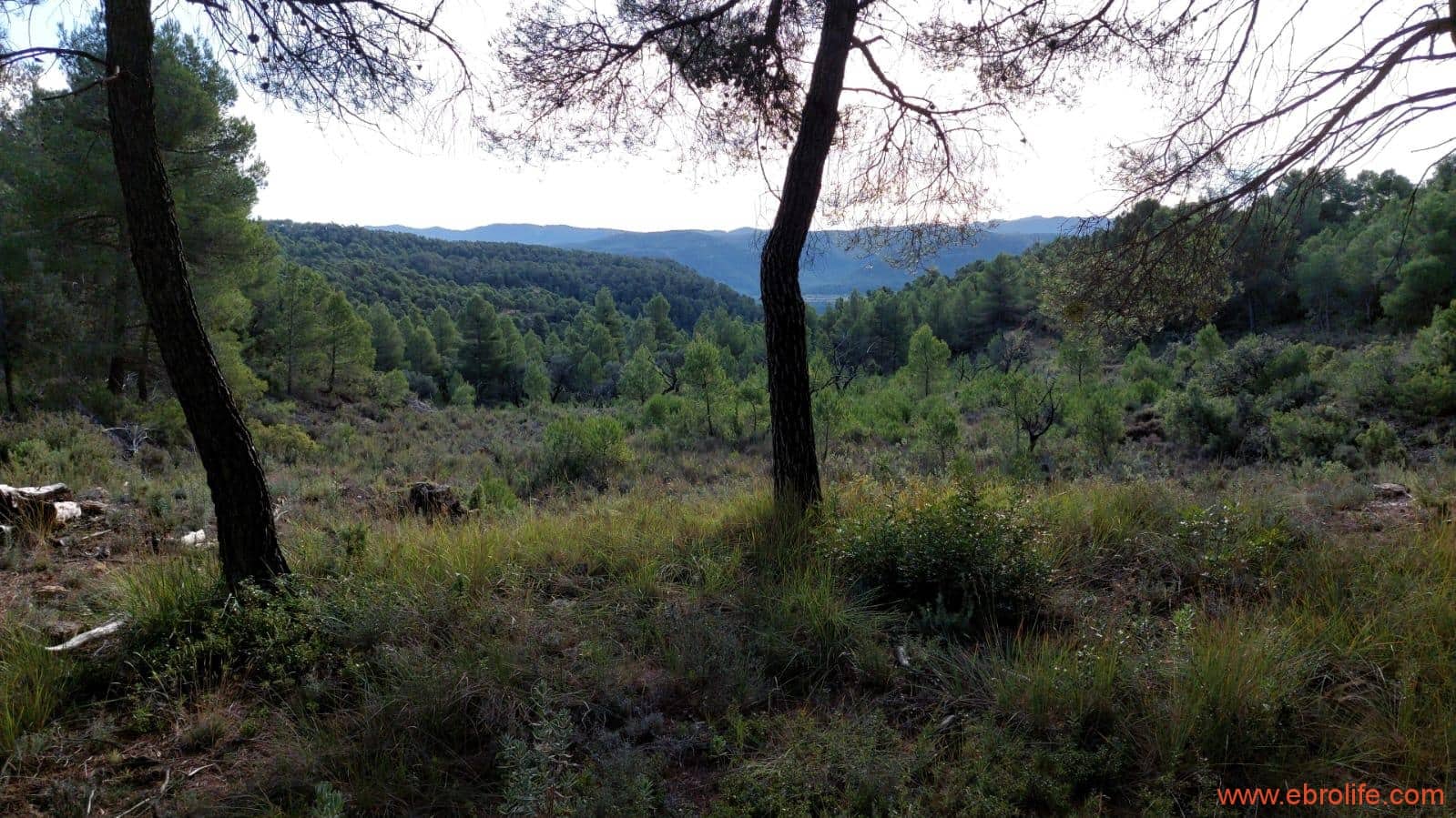 1 Zimmer Finca/Landgut zu verkaufen in Rafales - 58.000 € (Ref: 9442849)