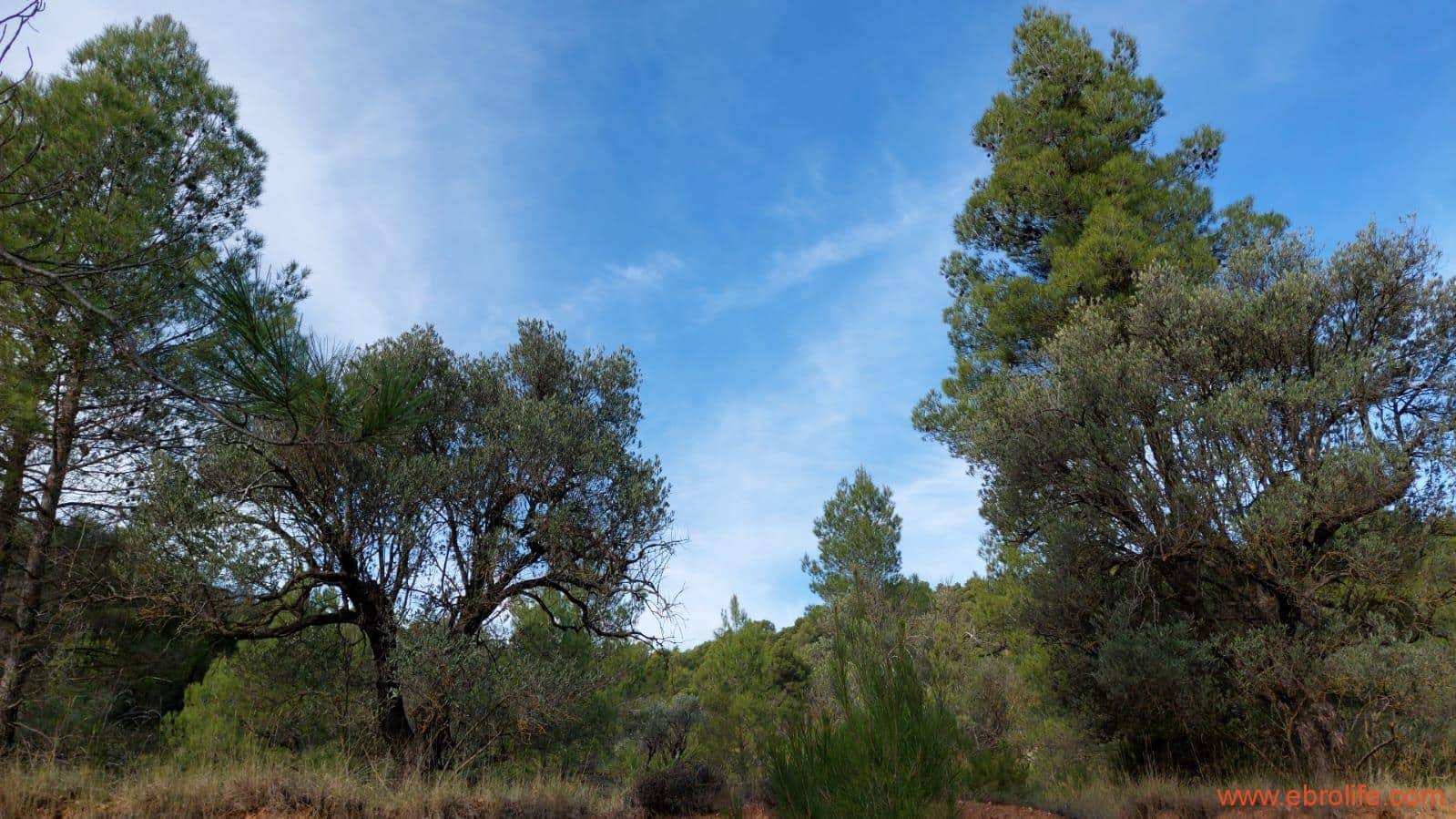 1 Zimmer Finca/Landgut zu verkaufen in Rafales - 58.000 € (Ref: 9442849)