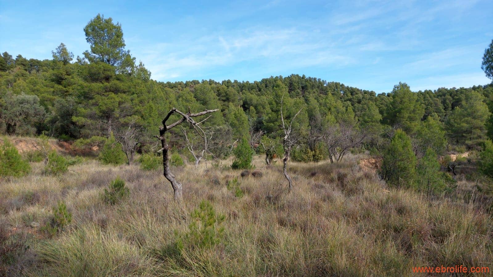 1 Zimmer Finca/Landgut zu verkaufen in Rafales - 58.000 € (Ref: 9442849)