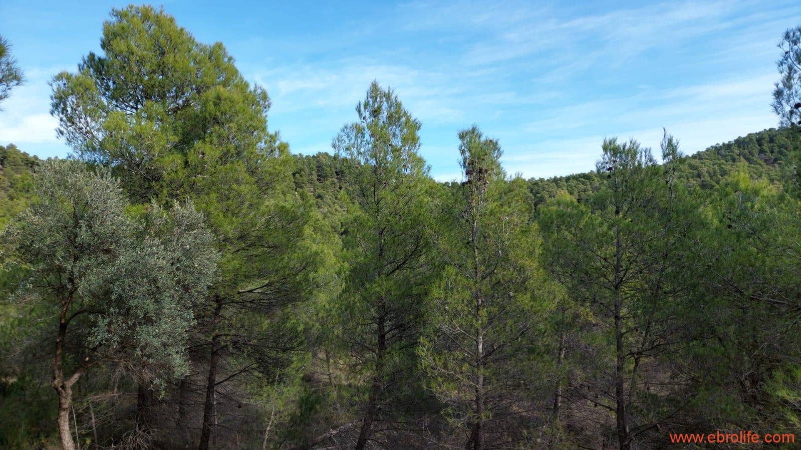 1 Zimmer Finca/Landgut zu verkaufen in Rafales - 58.000 € (Ref: 9442849)