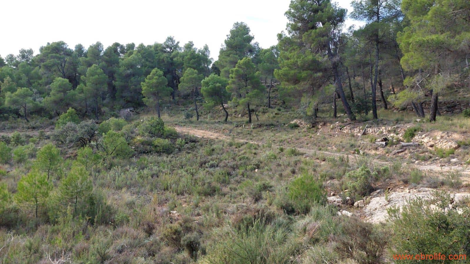 1 Zimmer Finca/Landgut zu verkaufen in Rafales - 58.000 € (Ref: 9442849)