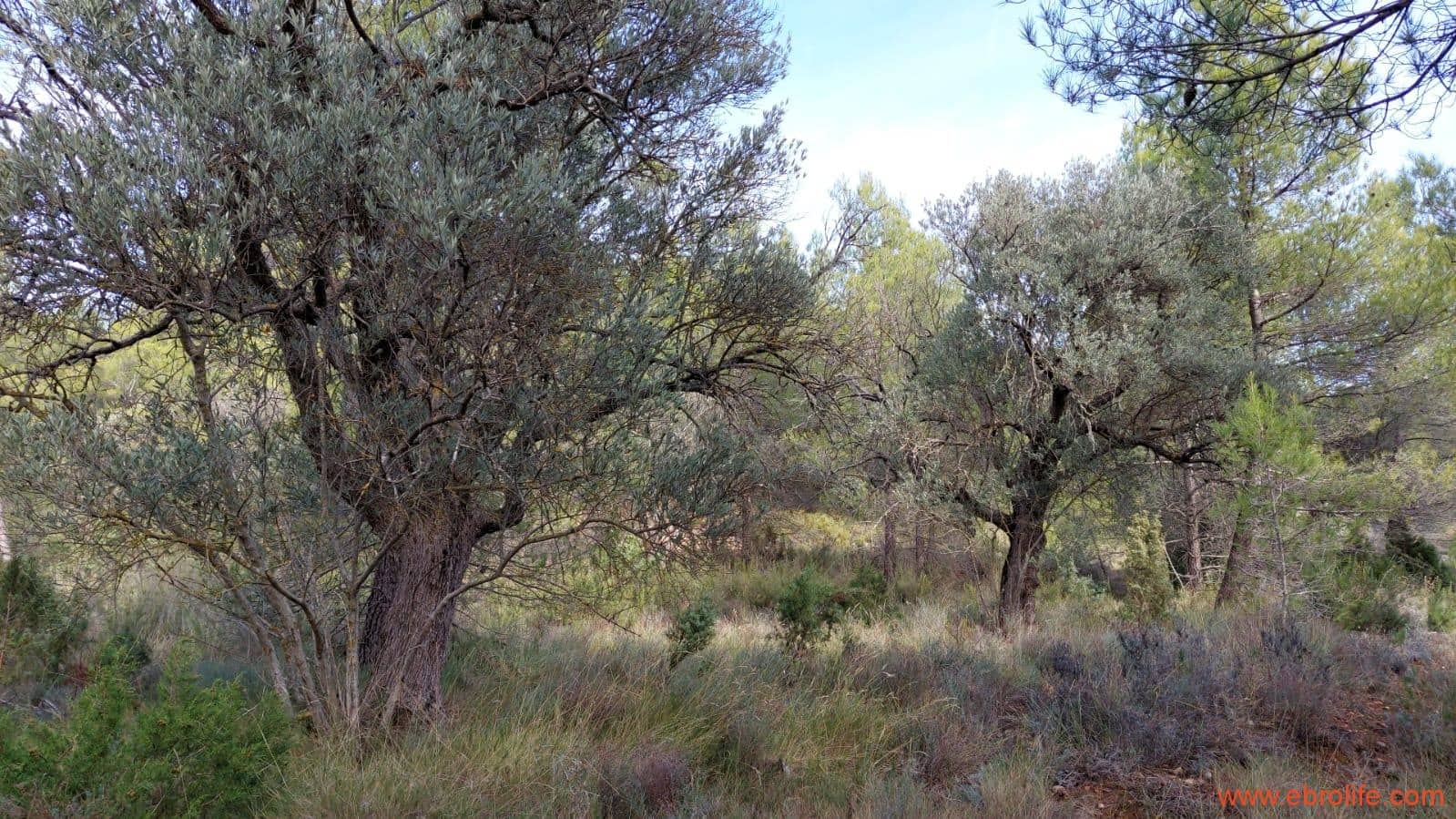 1 Zimmer Finca/Landgut zu verkaufen in Rafales - 58.000 € (Ref: 9442849)