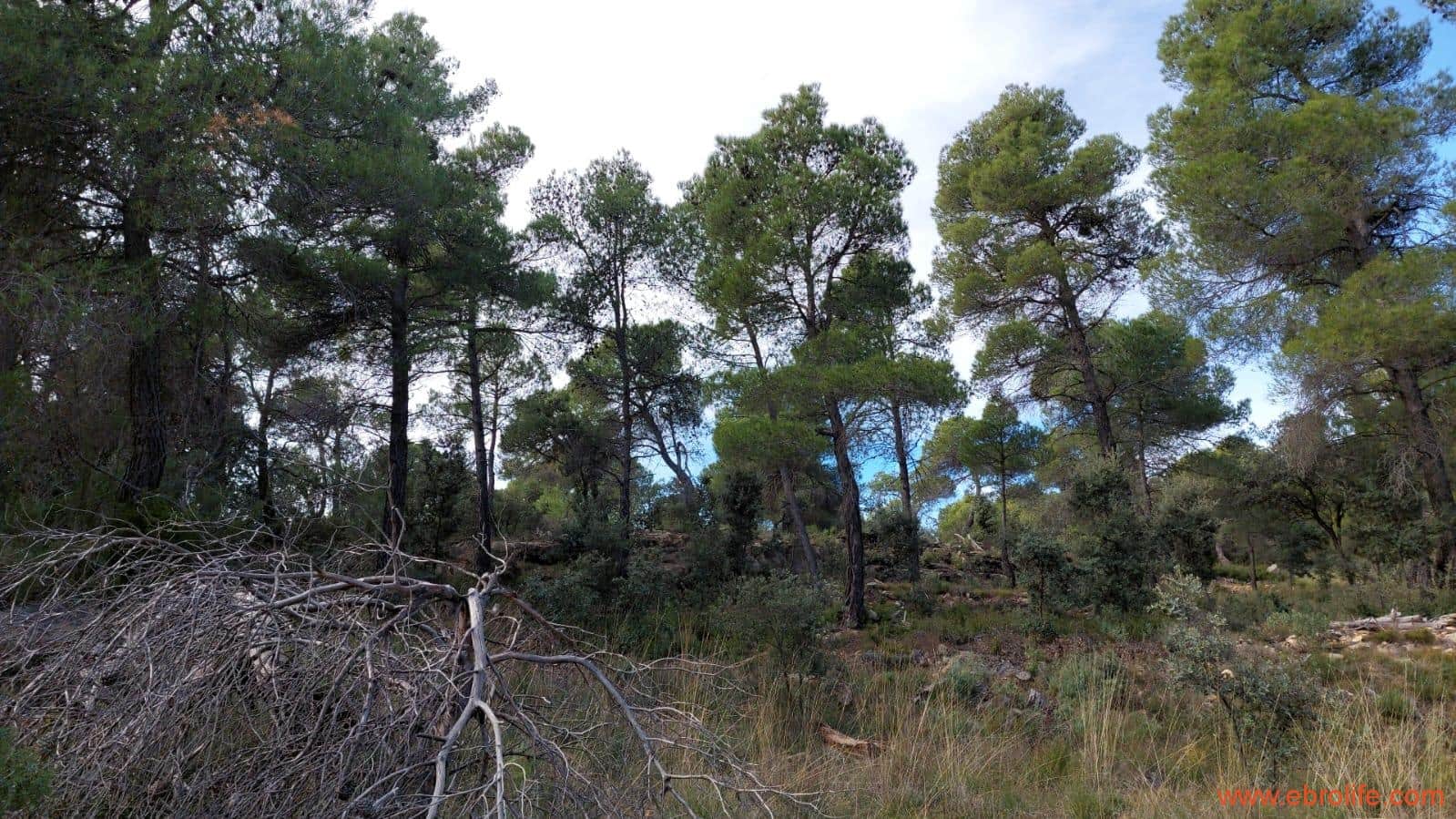 1 Zimmer Finca/Landgut zu verkaufen in Rafales - 58.000 € (Ref: 9442849)