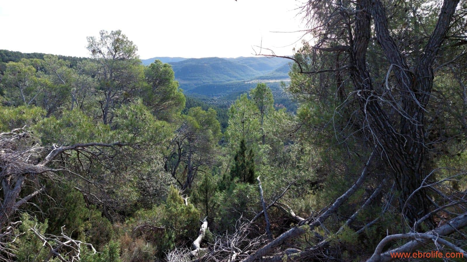 1 Zimmer Finca/Landgut zu verkaufen in Rafales - 58.000 € (Ref: 9442849)