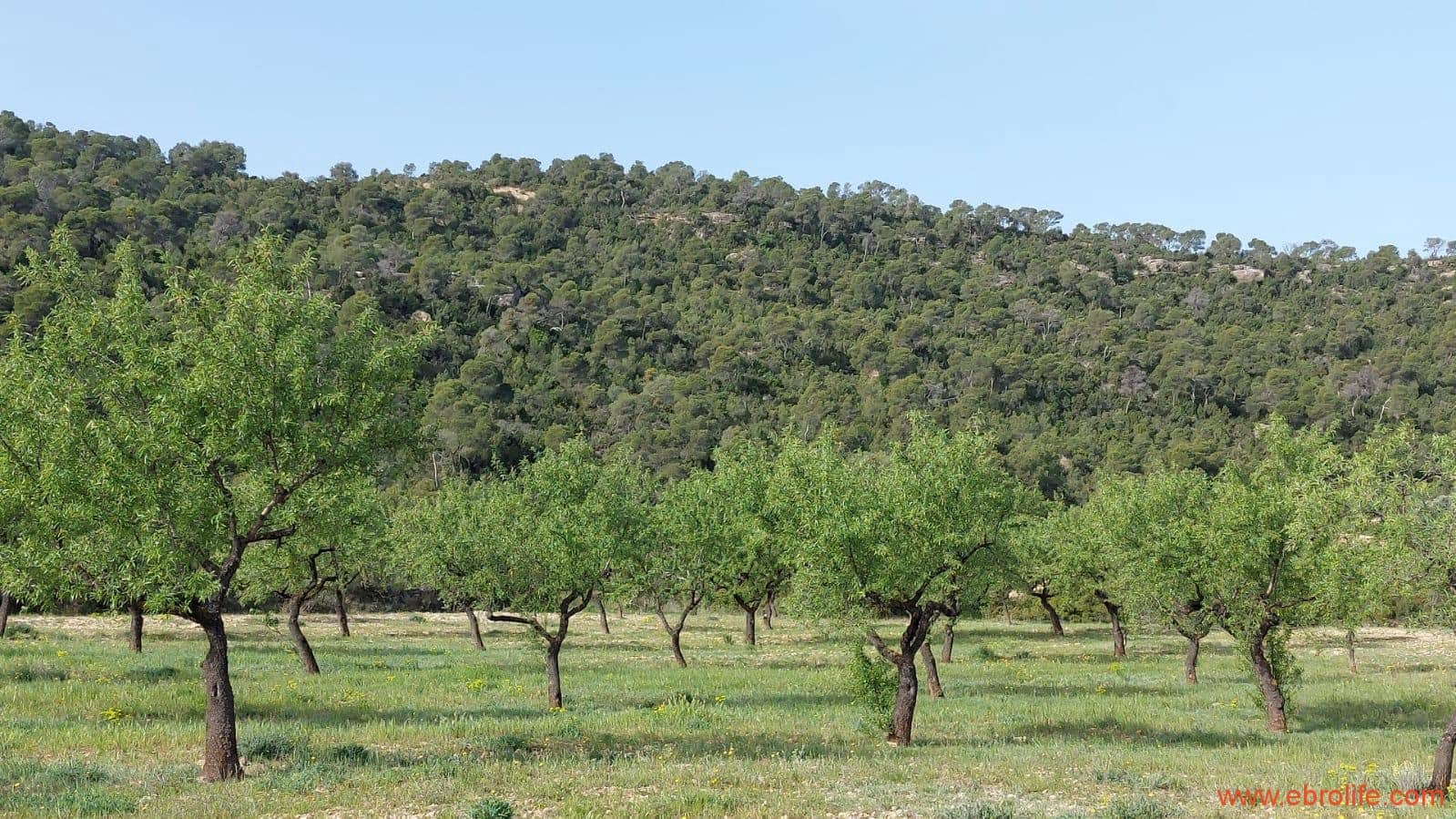 1 sypialnia Finka/Dom wiejski na sprzedaż w Maella - 42 000 € (Ref: 9763971)