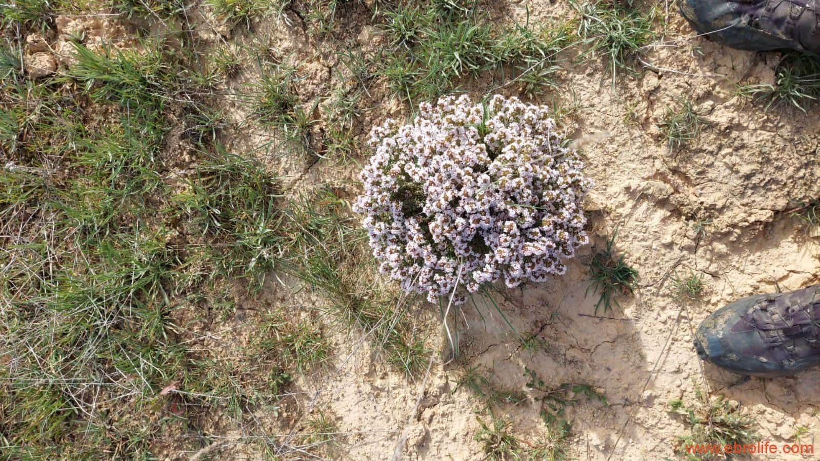 1 sypialnia Finka/Dom wiejski na sprzedaż w Maella - 42 000 € (Ref: 9763971)