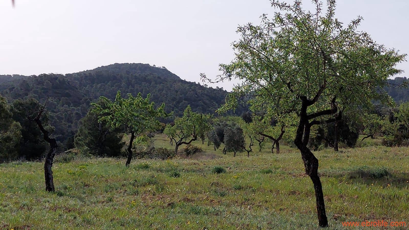 1 sypialnia Finka/Dom wiejski na sprzedaż w Maella - 42 000 € (Ref: 9763971)