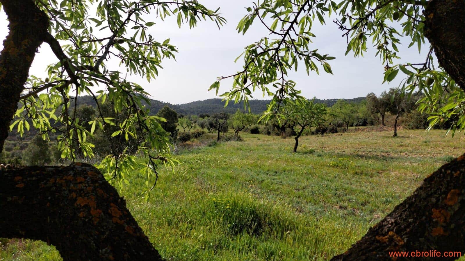 1 sypialnia Finka/Dom wiejski na sprzedaż w Maella - 42 000 € (Ref: 9763971)