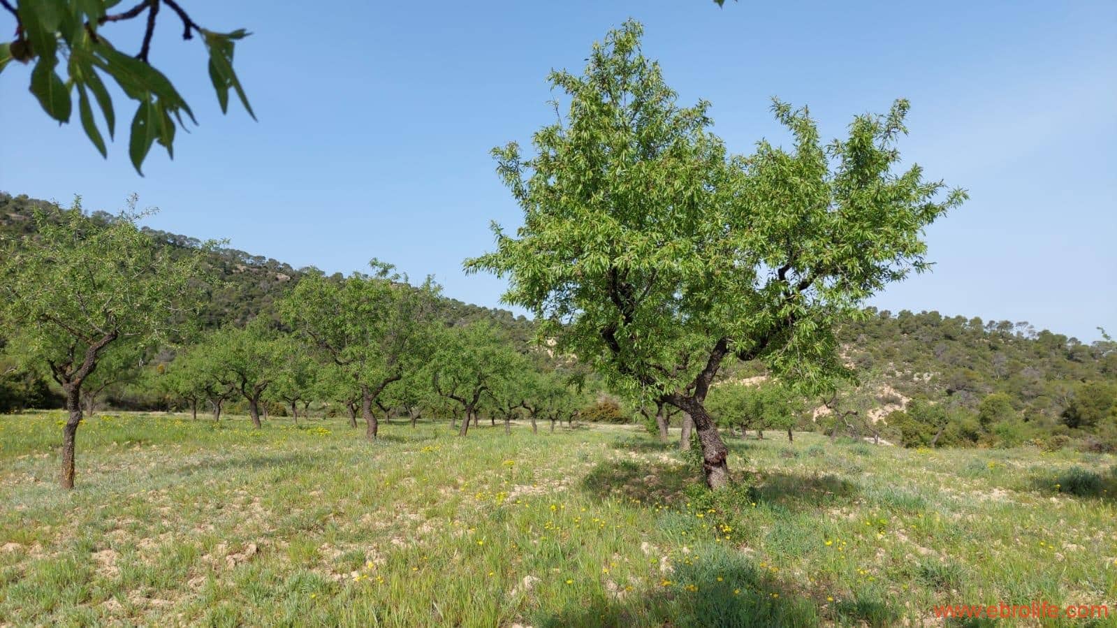 1 sypialnia Finka/Dom wiejski na sprzedaż w Maella - 42 000 € (Ref: 9763971)