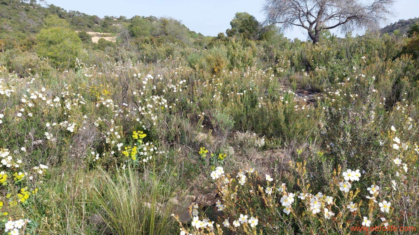 1 sypialnia Finka/Dom wiejski na sprzedaż w Maella - 42 000 € (Ref: 9763971)