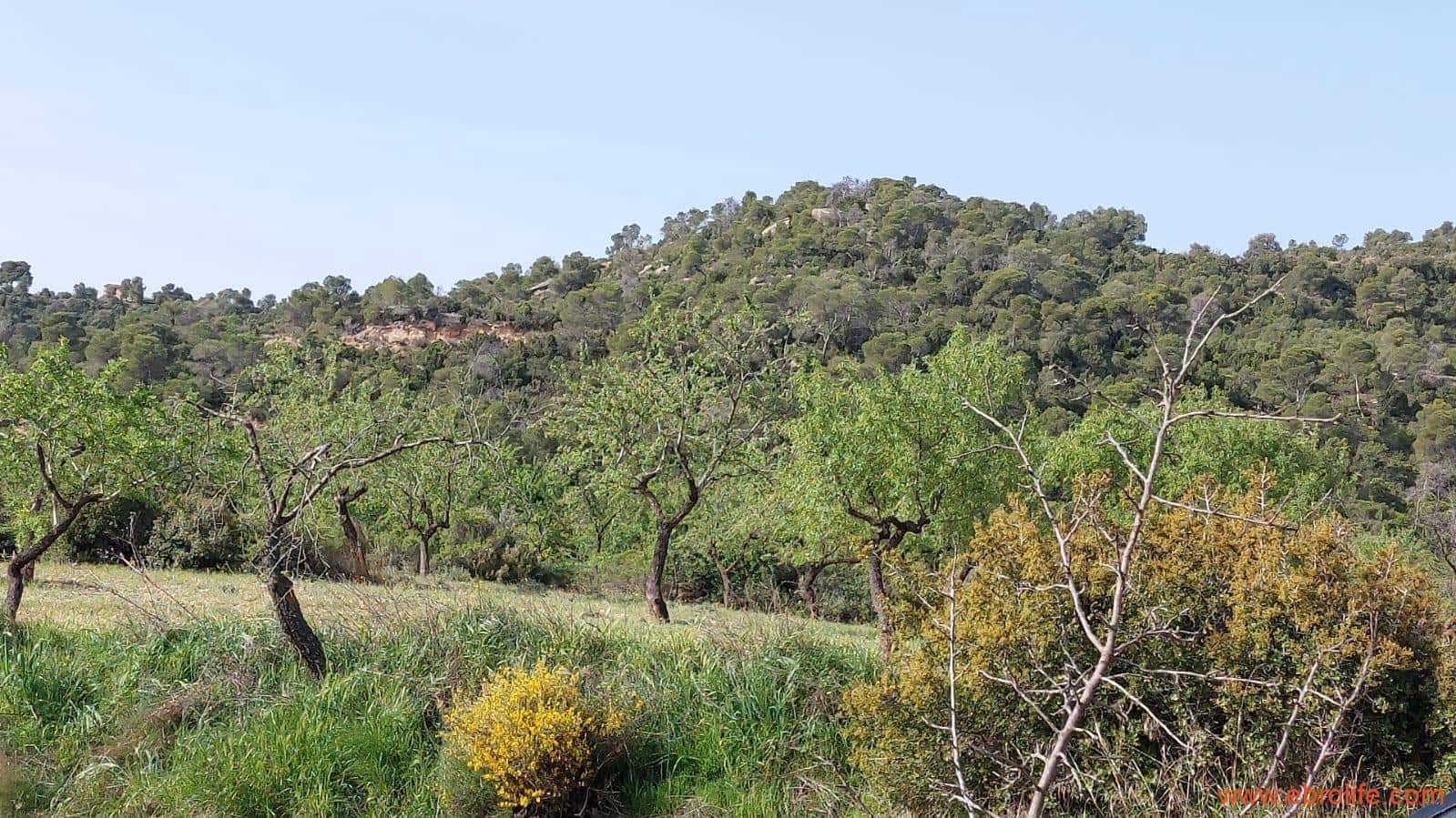 1 sypialnia Finka/Dom wiejski na sprzedaż w Maella - 42 000 € (Ref: 9763971)