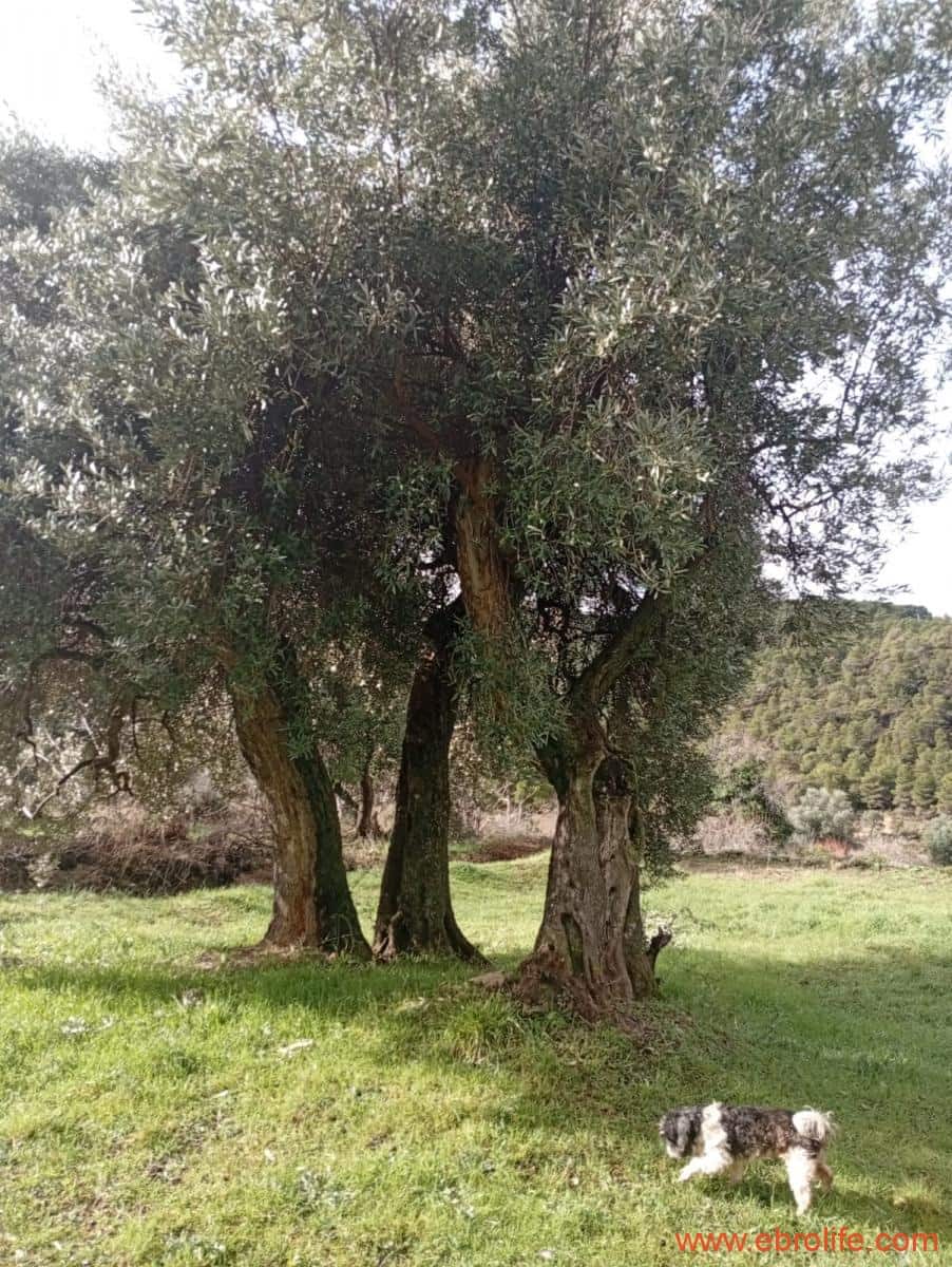 2 chambre Maison de Ville à vendre à Valderrobres - 320 000 € (Ref: 9764856)