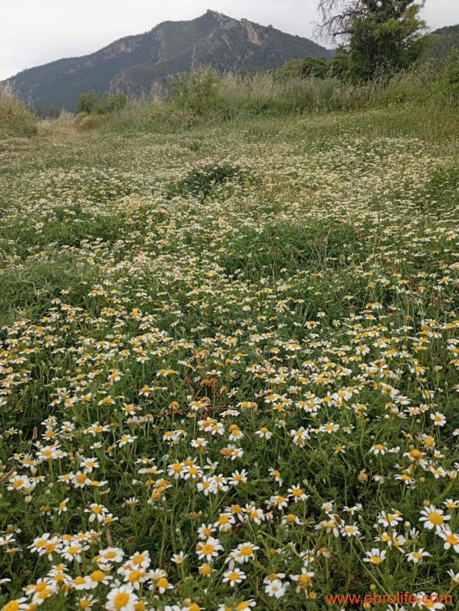 2 chambre Maison de Ville à vendre à Valderrobres - 320 000 € (Ref: 9764856)