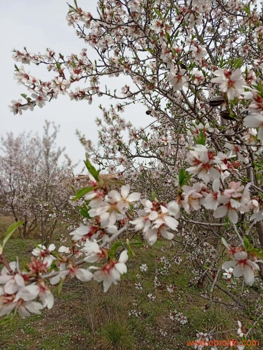 2 chambre Maison de Ville à vendre à Valderrobres - 320 000 € (Ref: 9764856)