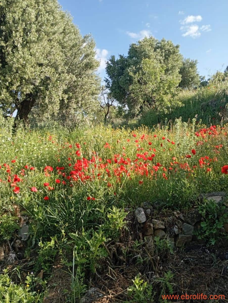 2 chambre Maison de Ville à vendre à Valderrobres - 320 000 € (Ref: 9764856)