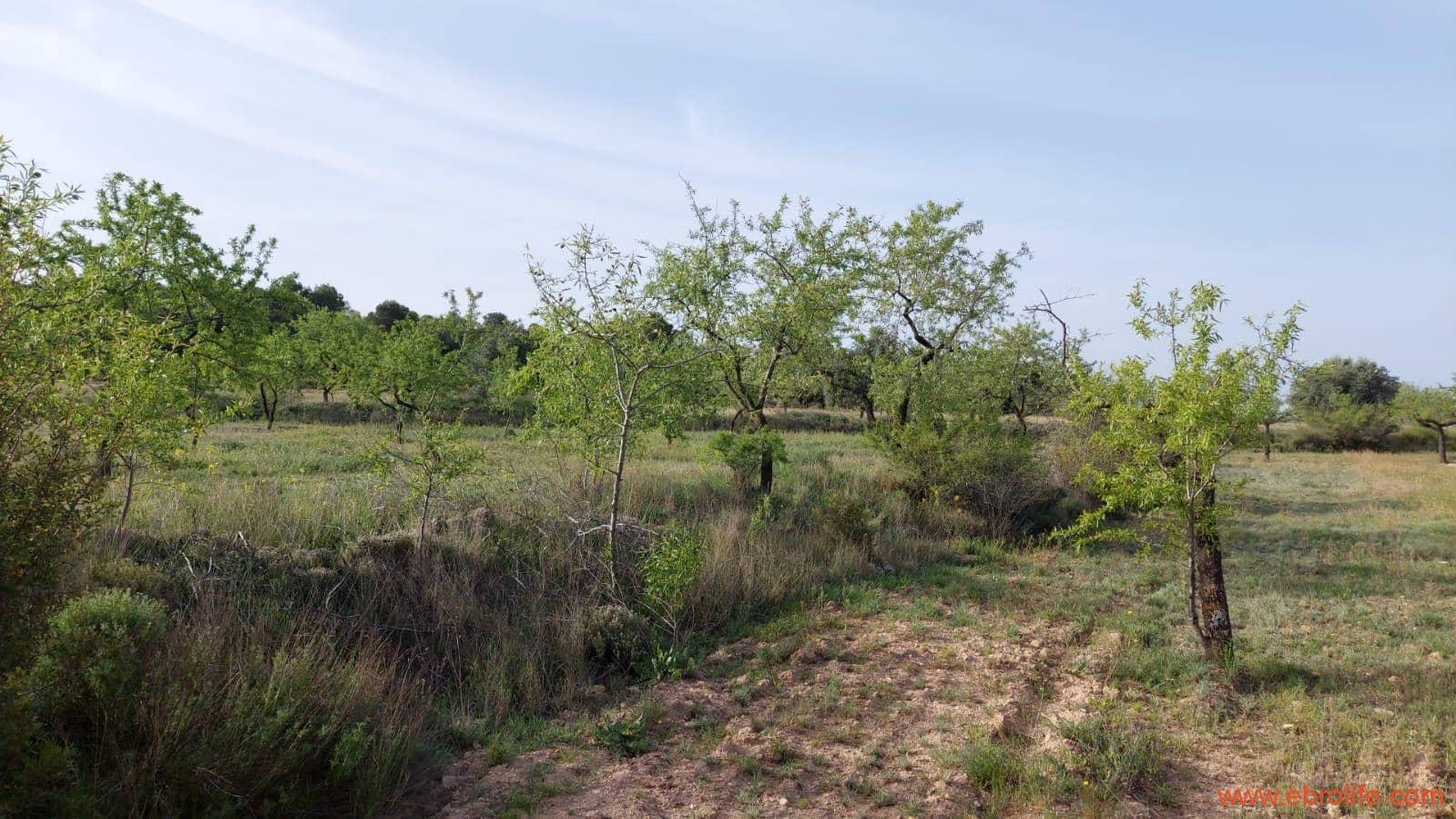 1 soverom Hus til salgs i Maella - € 36 000 (Ref: 9764888)