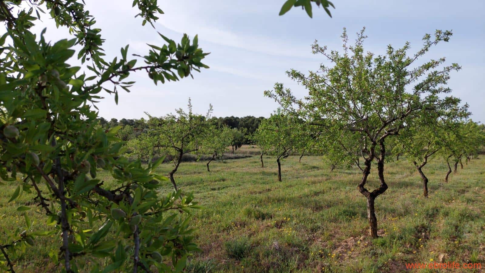 1 soverom Hus til salgs i Maella - € 36 000 (Ref: 9764888)