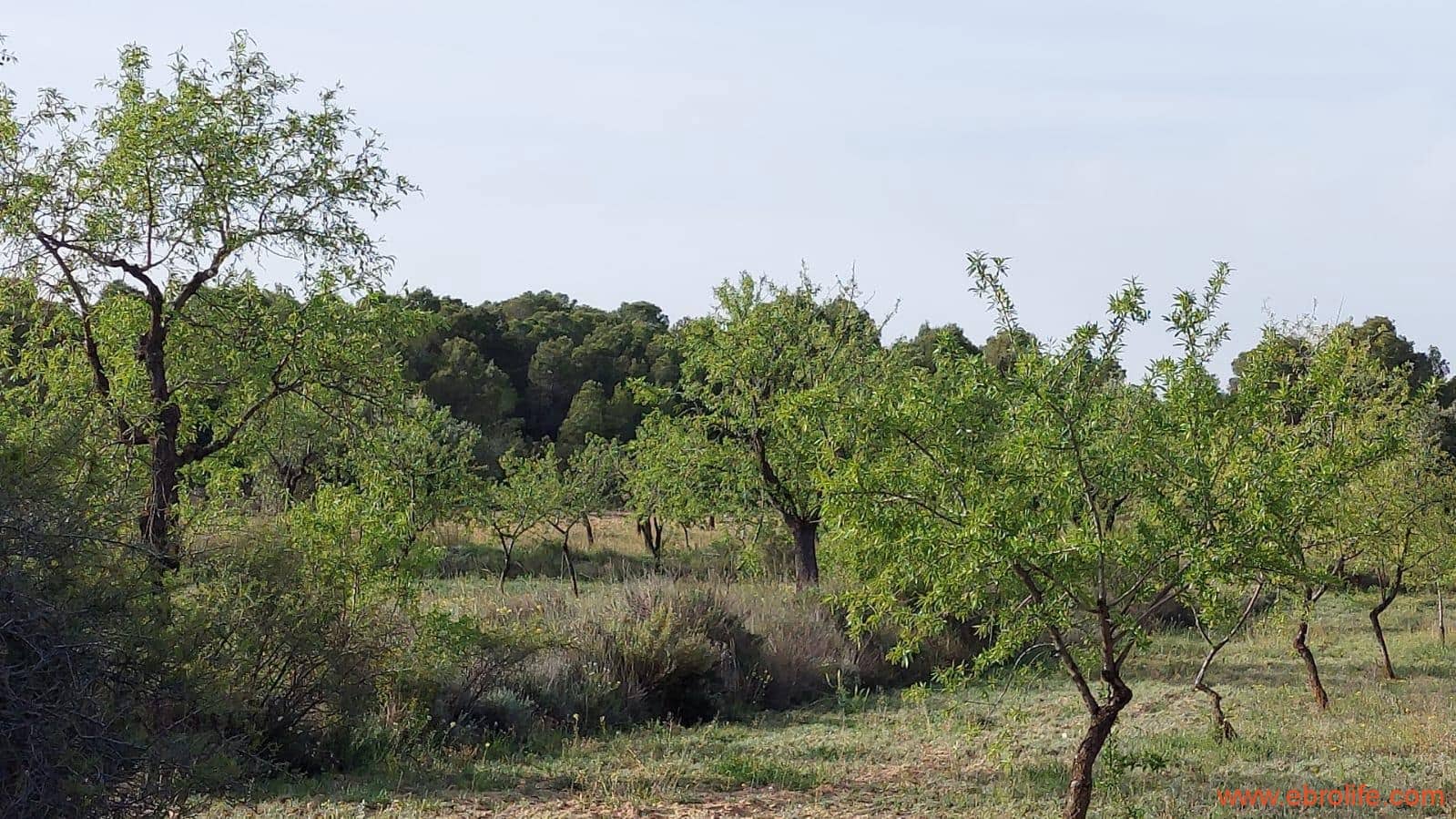 1 soverom Hus til salgs i Maella - € 36 000 (Ref: 9764888)