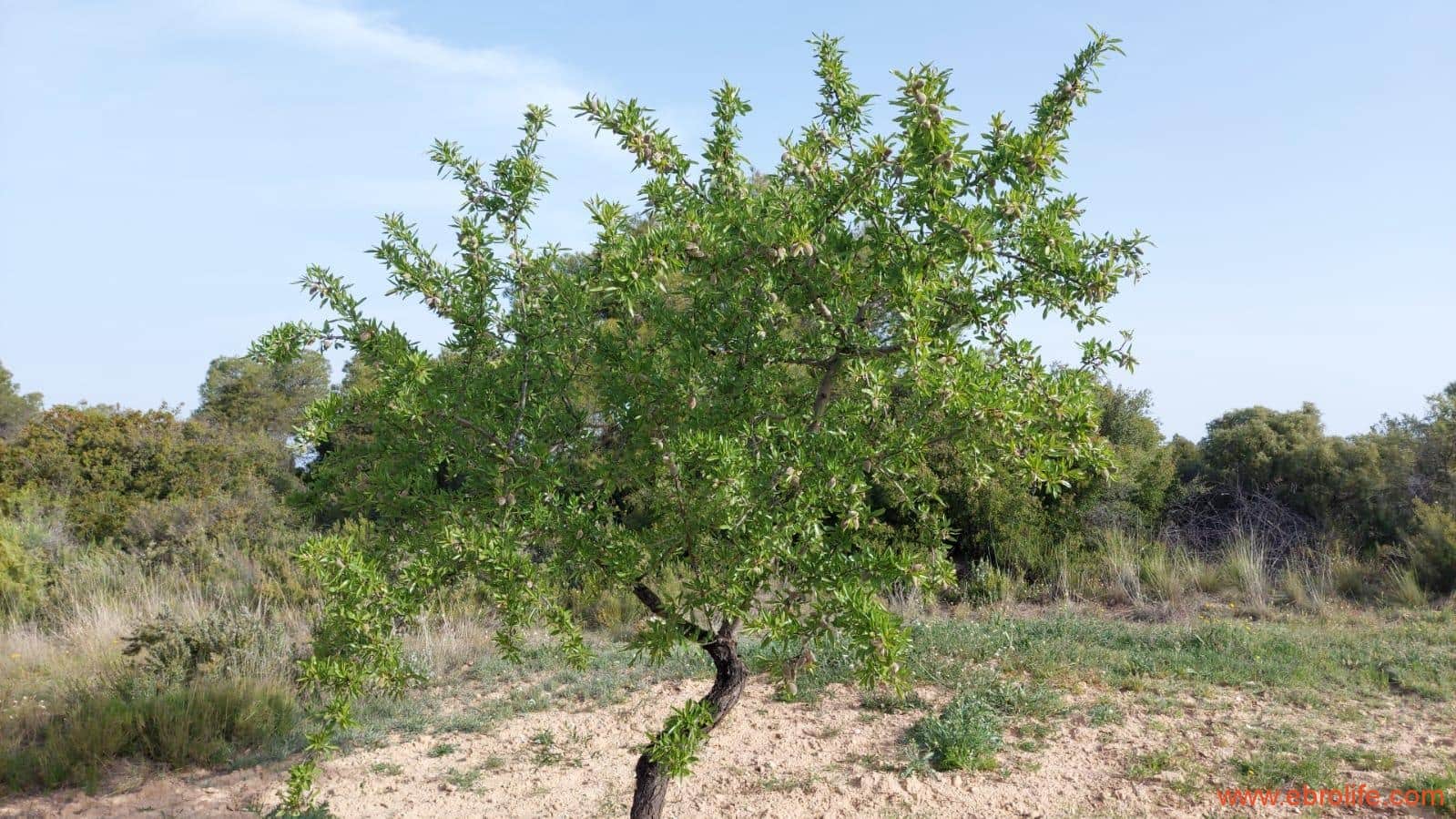 1 soverom Hus til salgs i Maella - € 36 000 (Ref: 9764888)