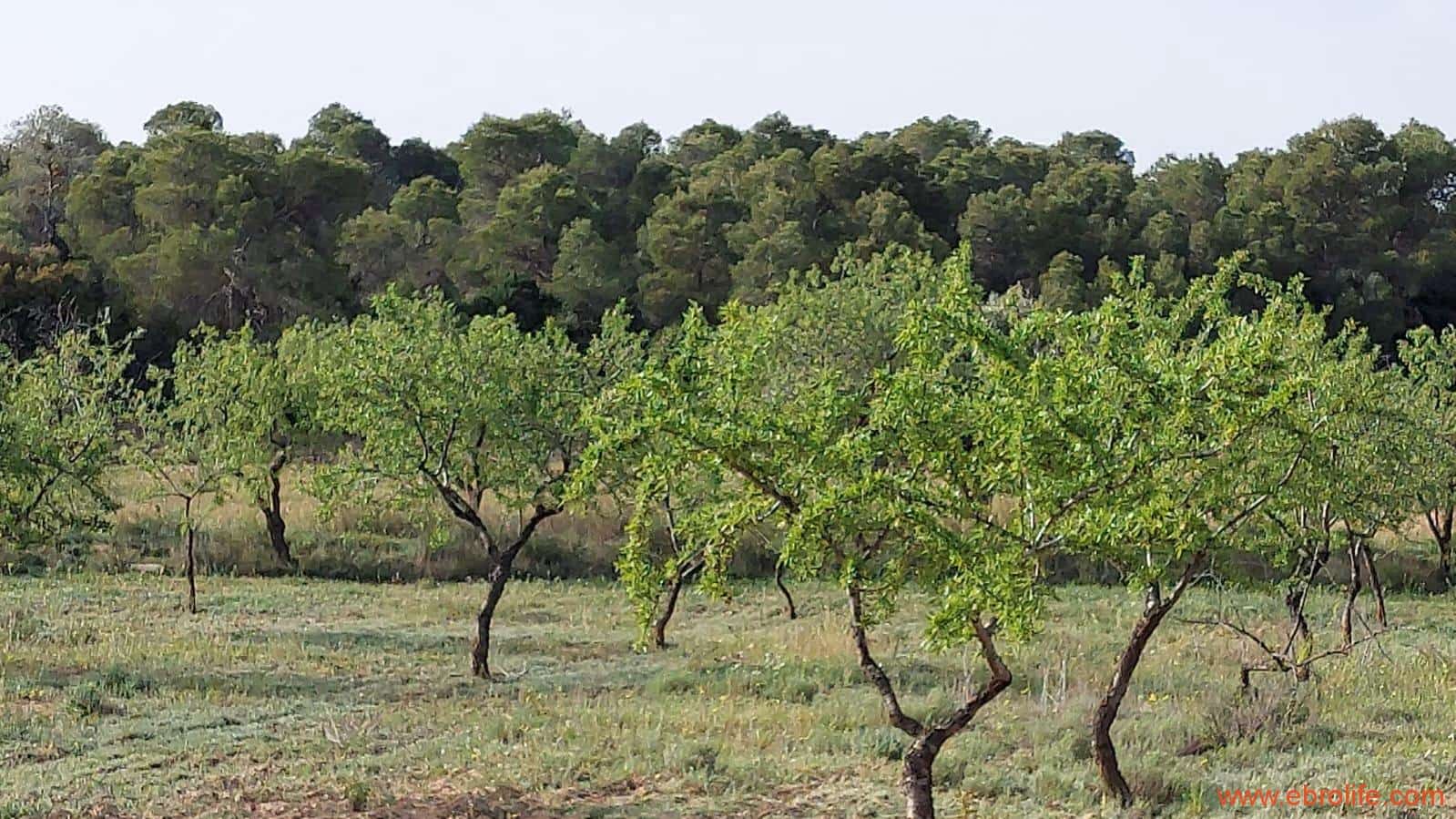 1 soverom Hus til salgs i Maella - € 36 000 (Ref: 9764888)