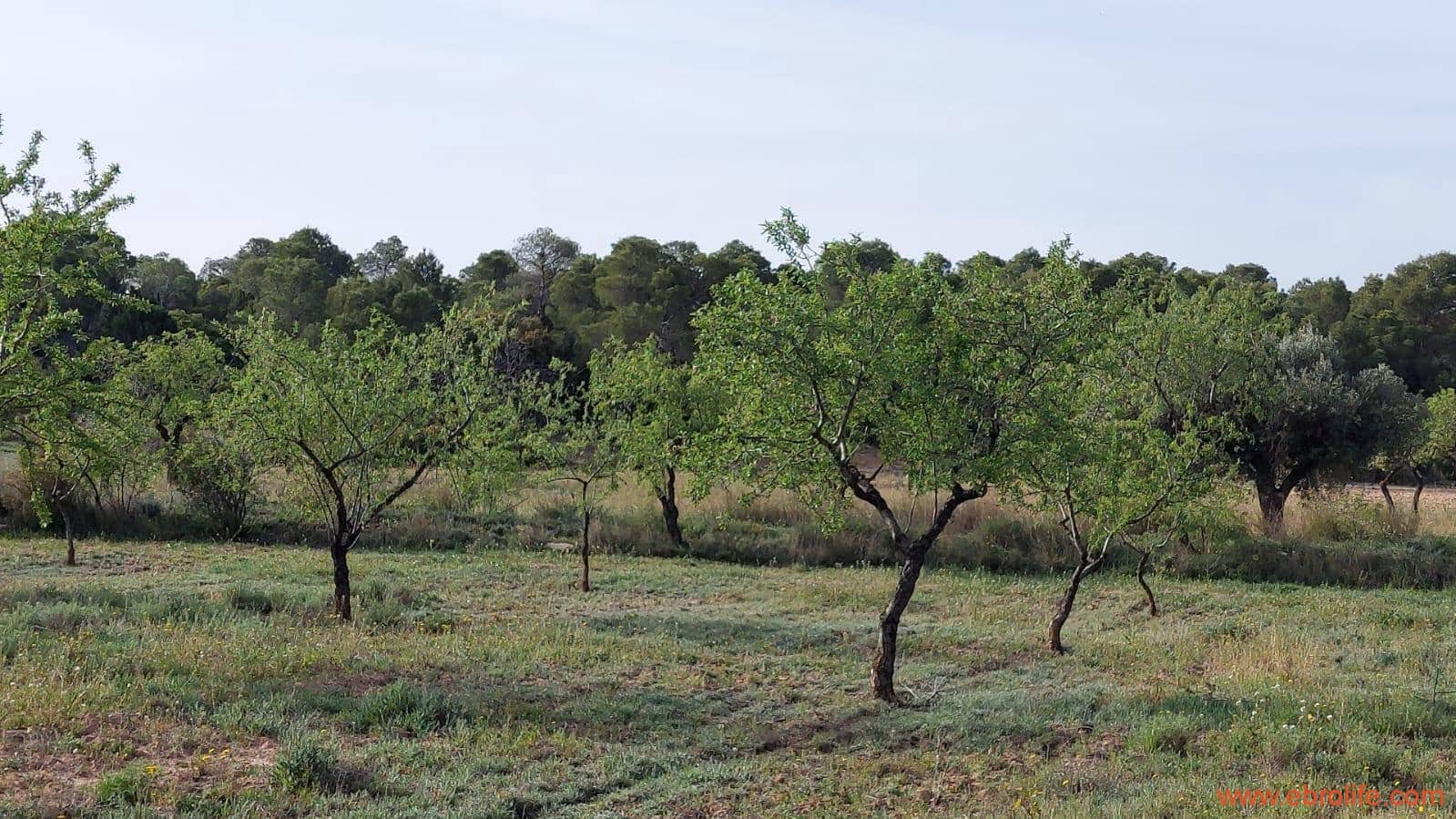 1 soverom Hus til salgs i Maella - € 36 000 (Ref: 9764888)
