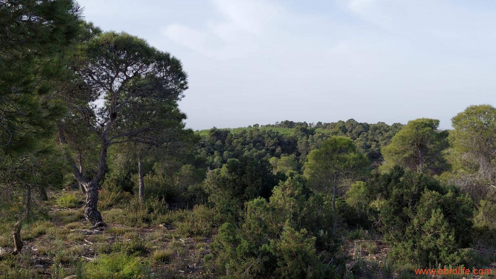 1 bedroom Townhouse for sale in Maella - € 16,000 (Ref: 9764889)