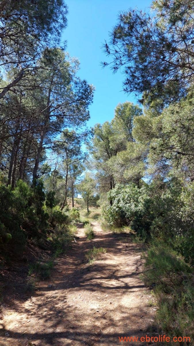 Finca/Casa di Campagna in vendita in Mazaleon - 13.000 € (Rif: 9785108)