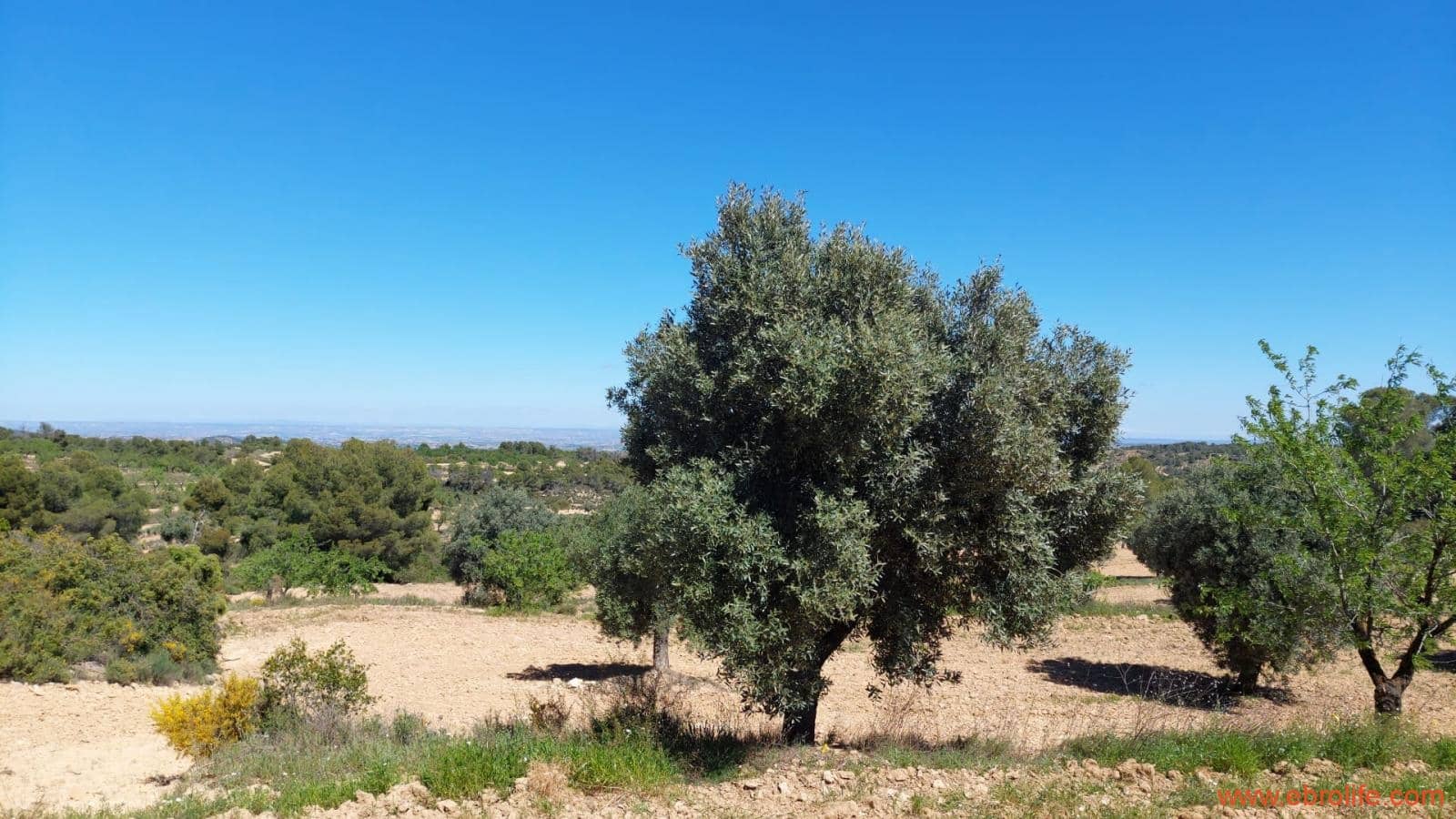 Finca/Casa di Campagna in vendita in Mazaleon - 13.000 € (Rif: 9785108)