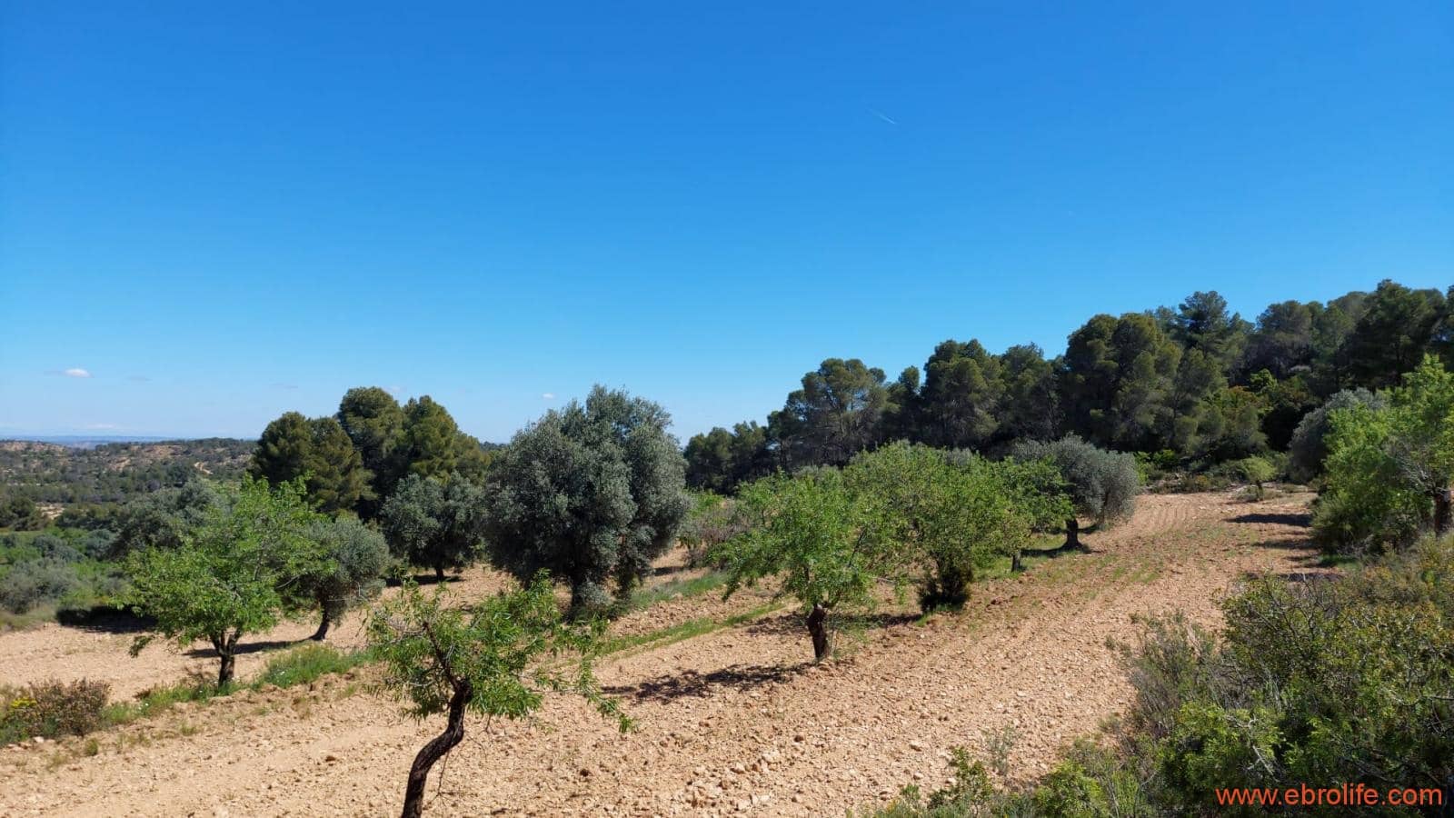 Finca/Casa di Campagna in vendita in Mazaleon - 13.000 € (Rif: 9785108)