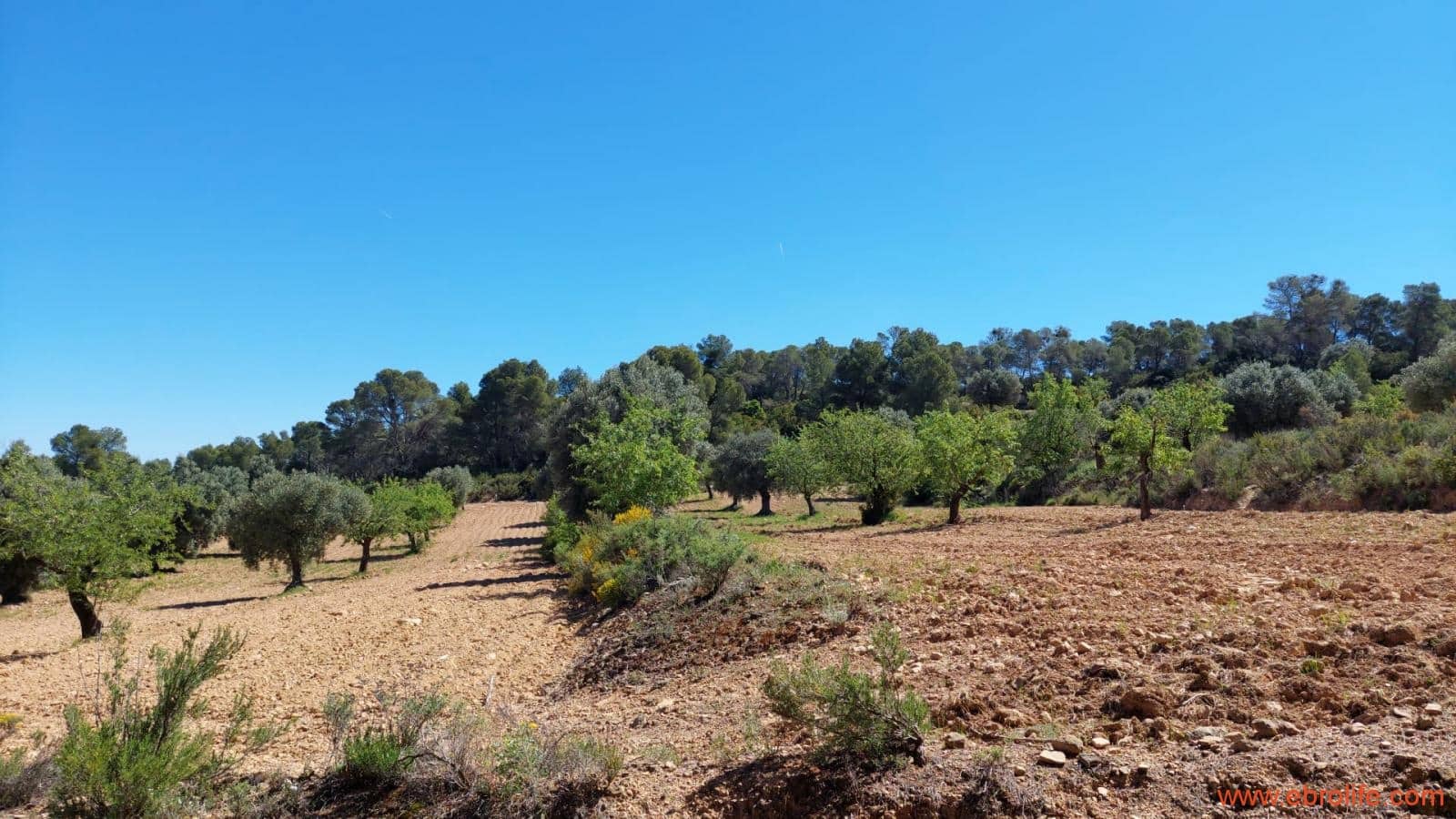 Finca/Casa di Campagna in vendita in Mazaleon - 13.000 € (Rif: 9785108)