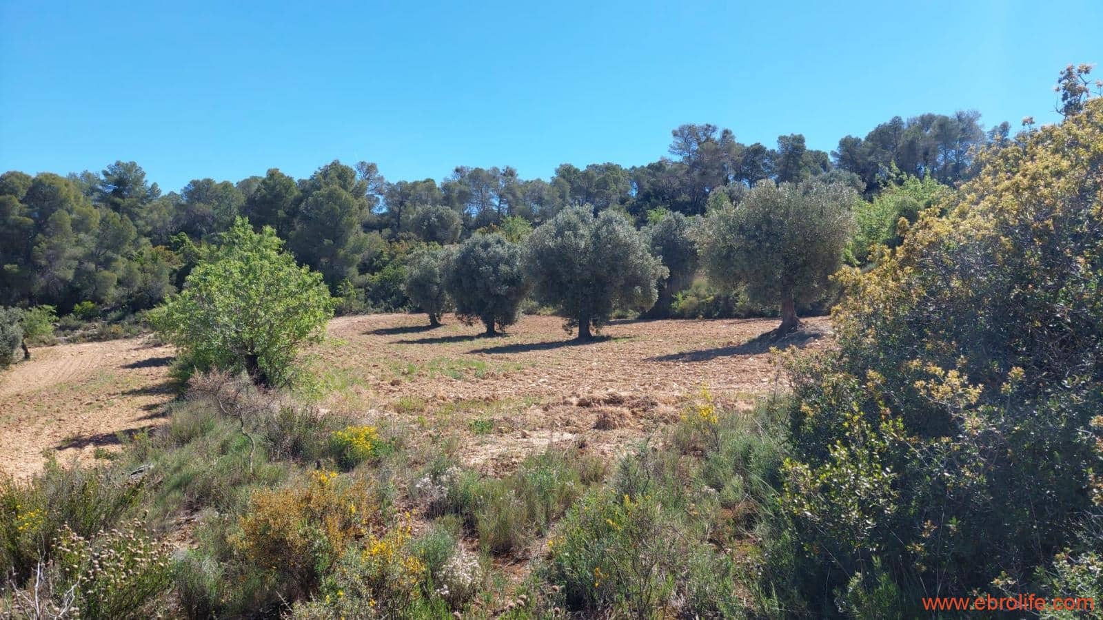 Finca/Casa di Campagna in vendita in Mazaleon - 13.000 € (Rif: 9785108)