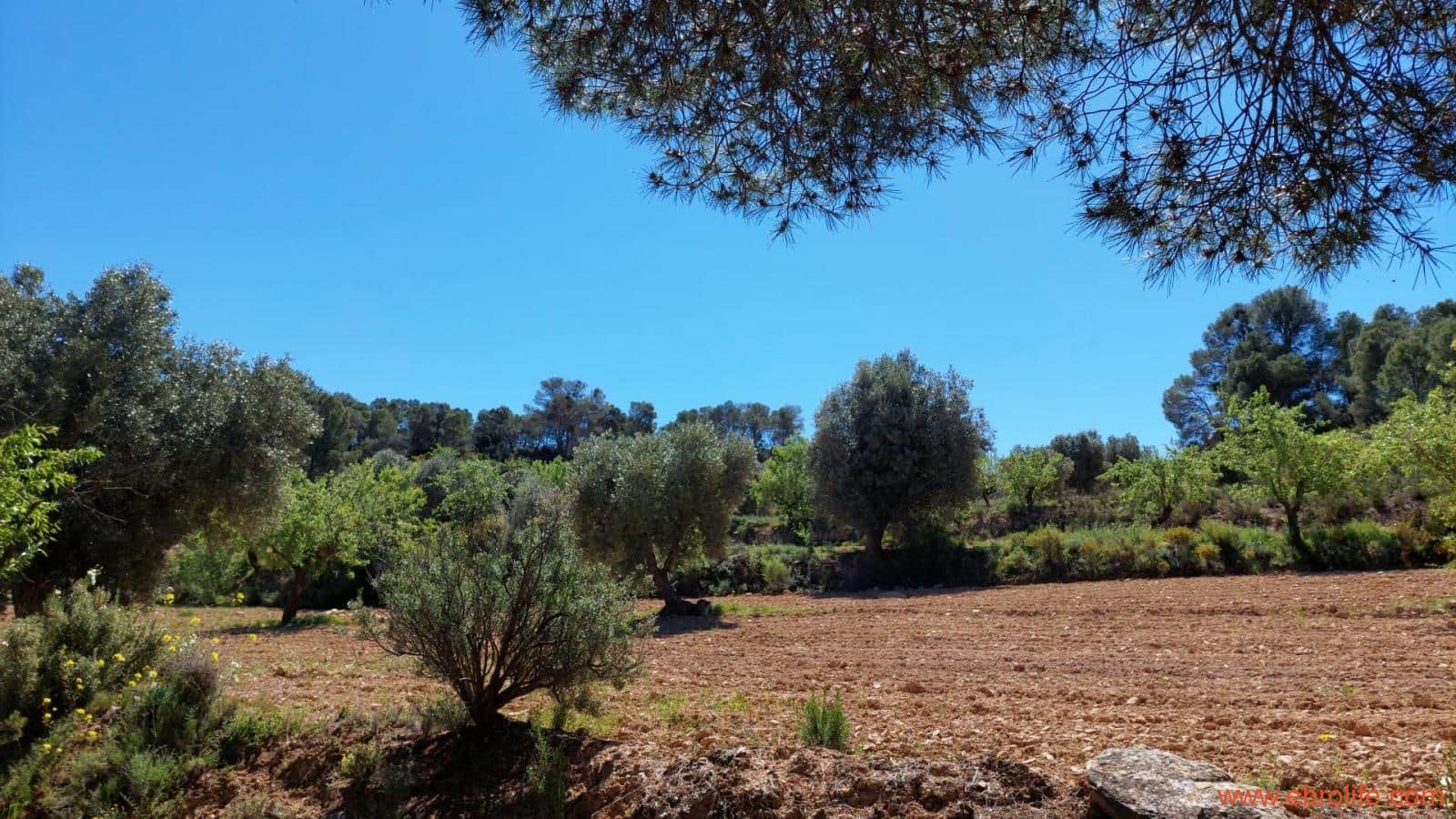 Finca/Casa di Campagna in vendita in Mazaleon - 13.000 € (Rif: 9785108)