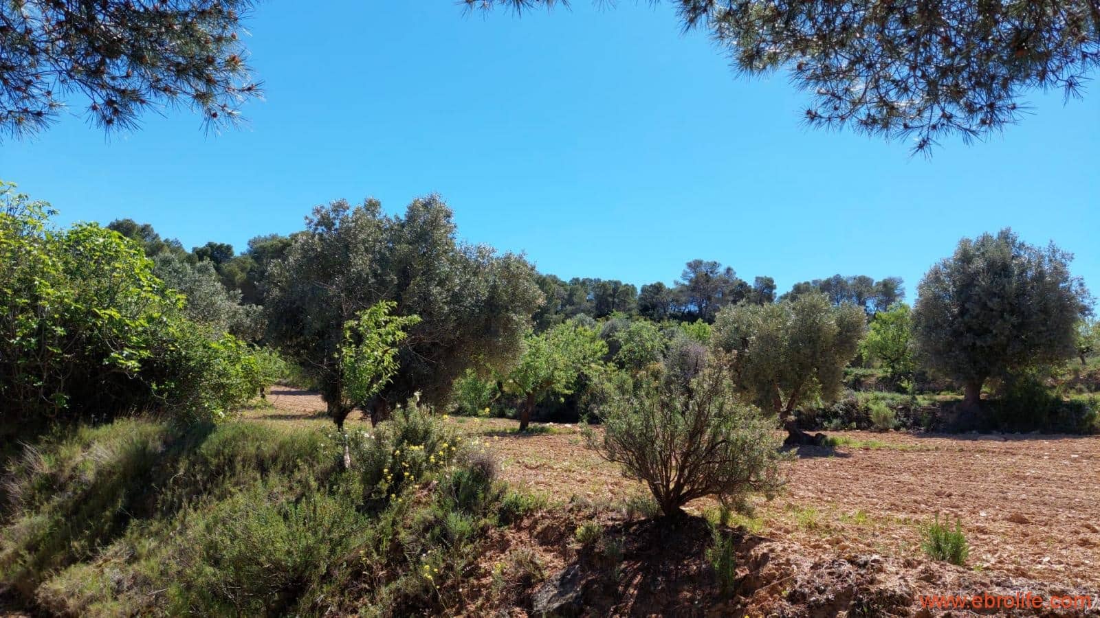 Finca/Casa di Campagna in vendita in Mazaleon - 13.000 € (Rif: 9785108)