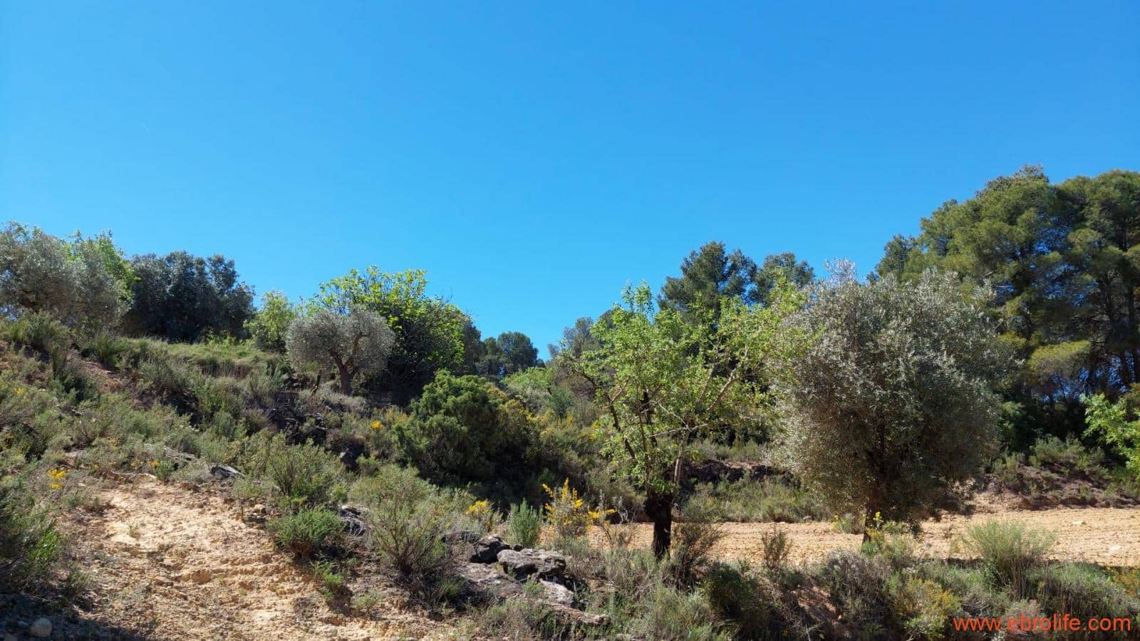 Finca/Casa di Campagna in vendita in Mazaleon - 13.000 € (Rif: 9785108)