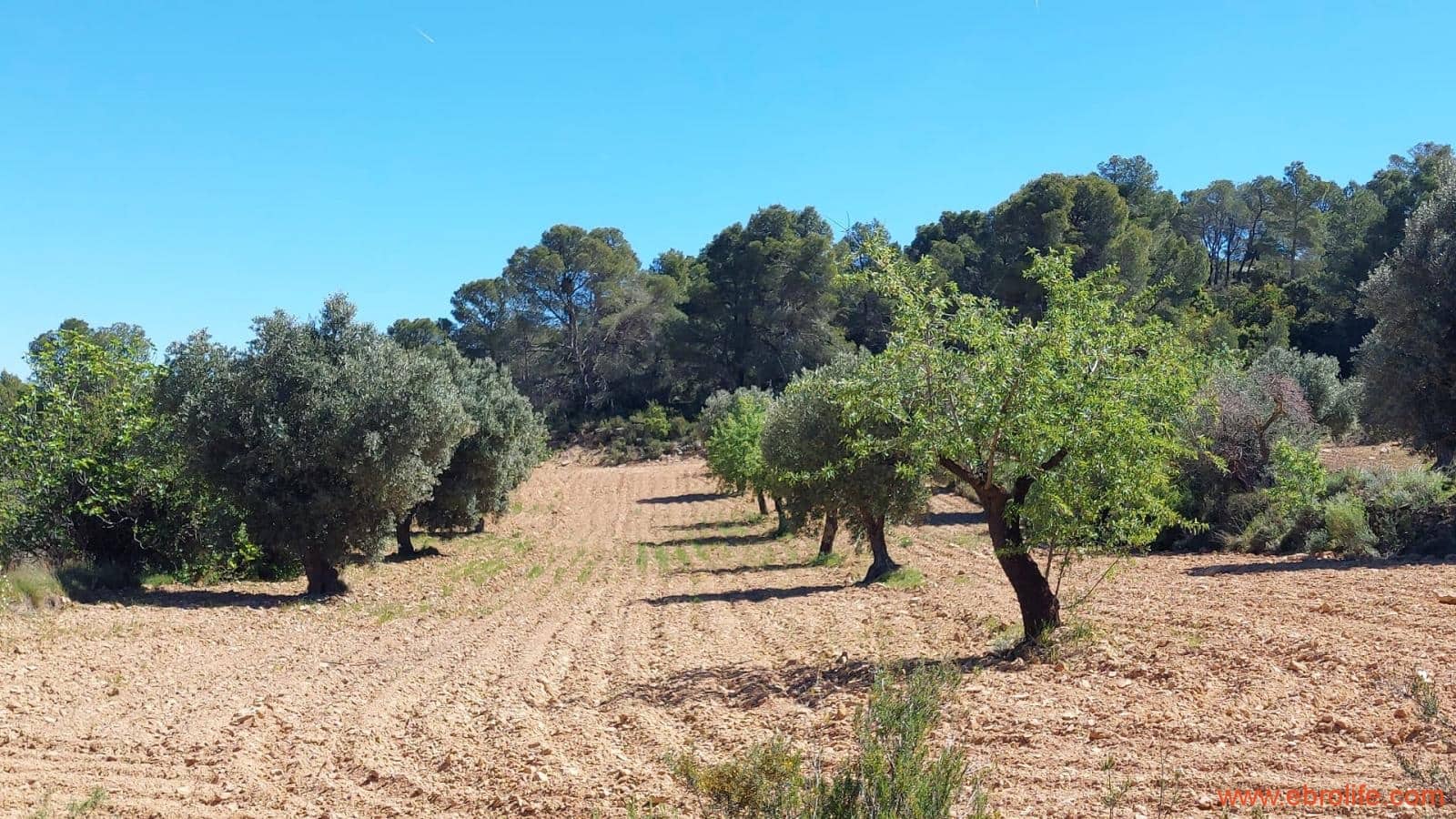 Finca/Casa di Campagna in vendita in Mazaleon - 13.000 € (Rif: 9785108)