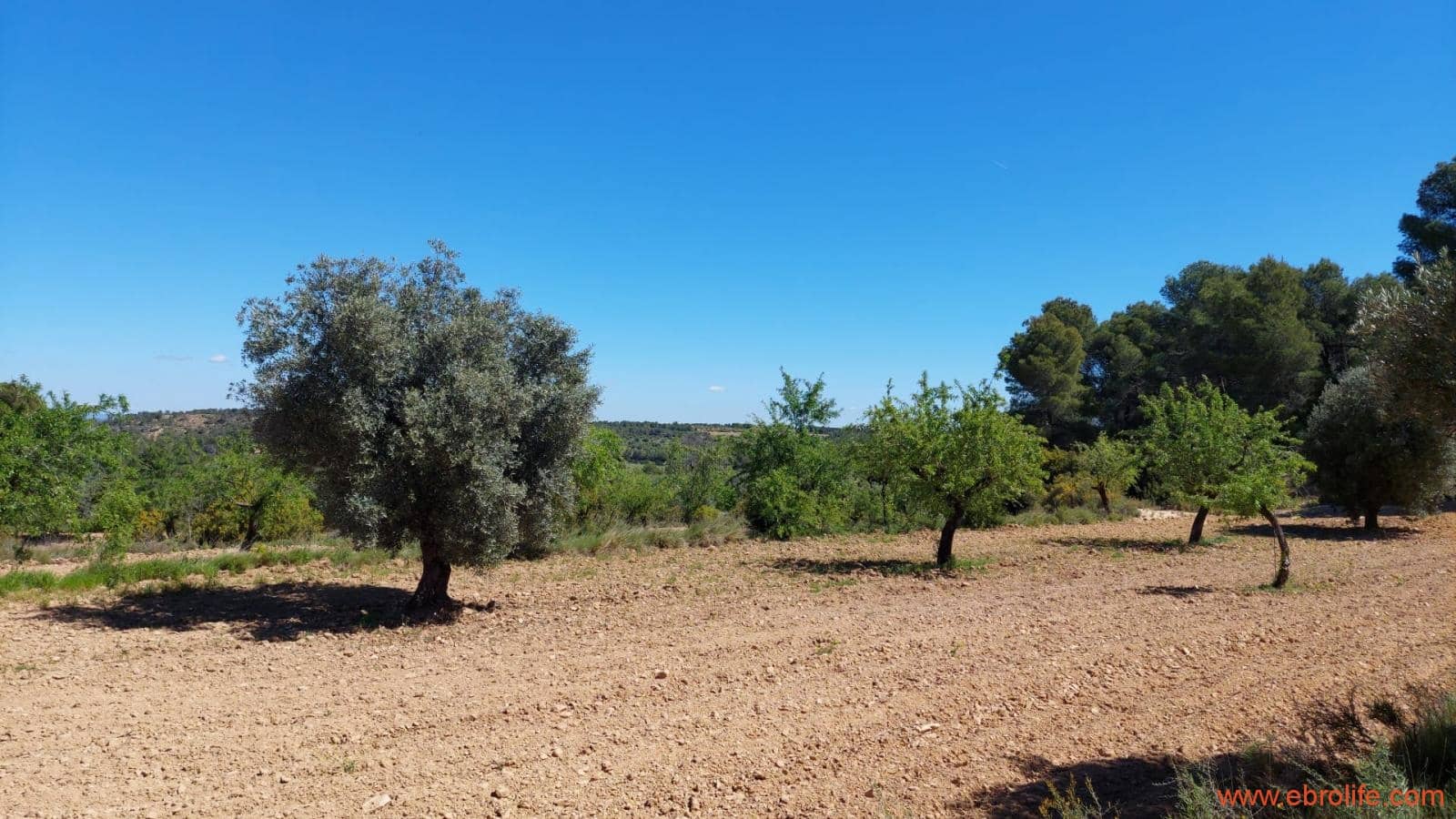 Finca/Casa di Campagna in vendita in Mazaleon - 13.000 € (Rif: 9785108)