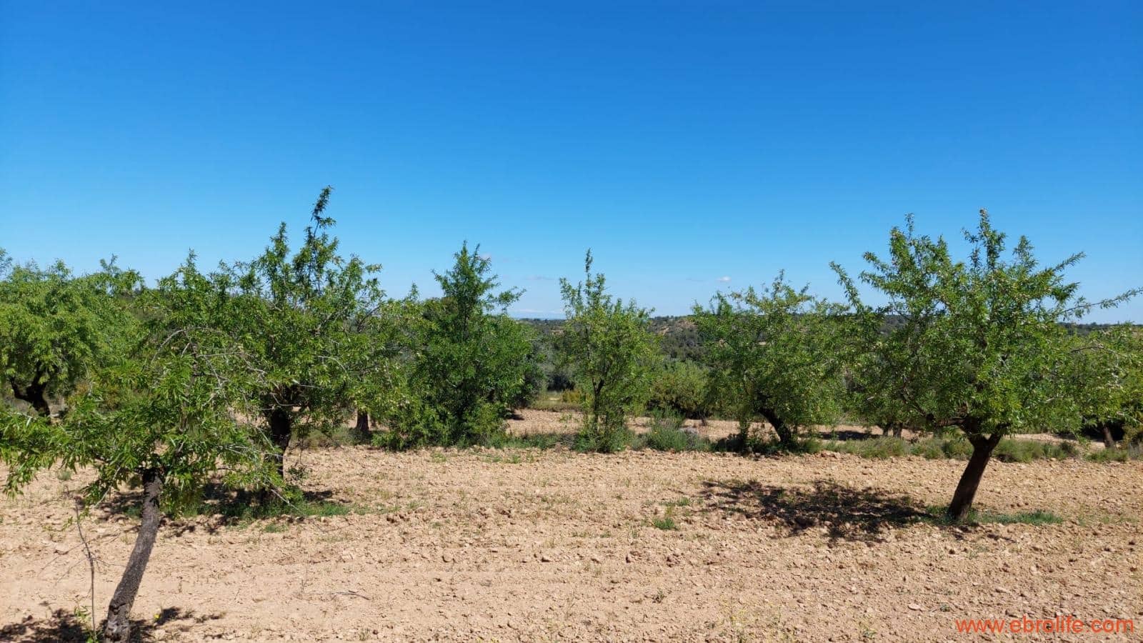 Finca/Casa di Campagna in vendita in Mazaleon - 13.000 € (Rif: 9785108)