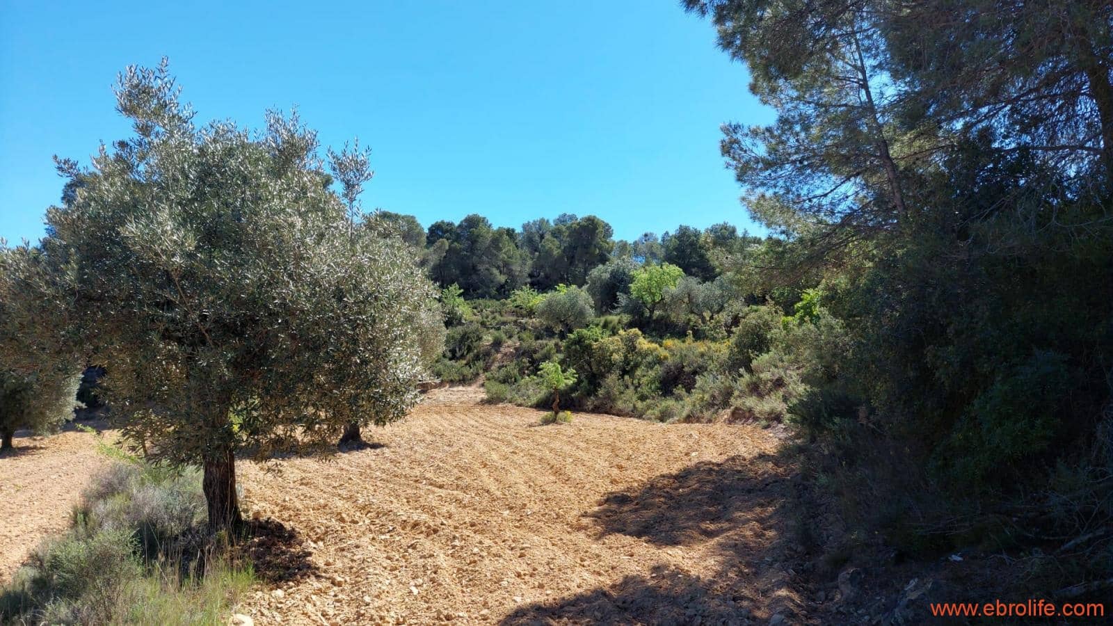 Finca/Casa di Campagna in vendita in Mazaleon - 13.000 € (Rif: 9785108)