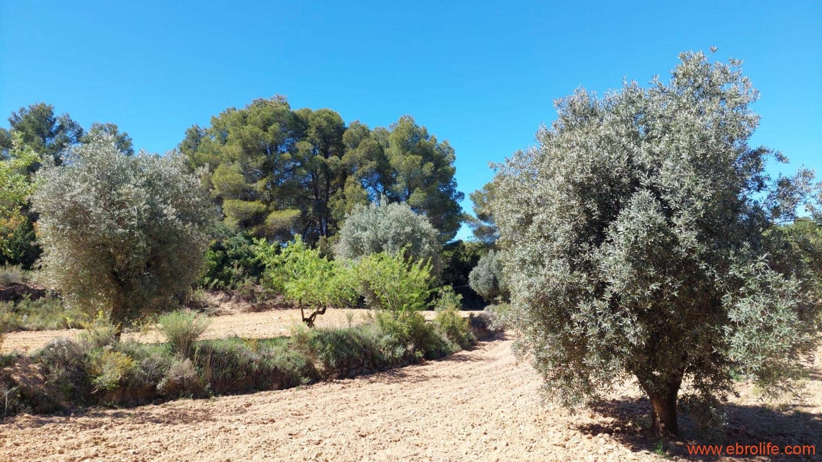 Finca/Casa di Campagna in vendita in Mazaleon - 13.000 € (Rif: 9785108)