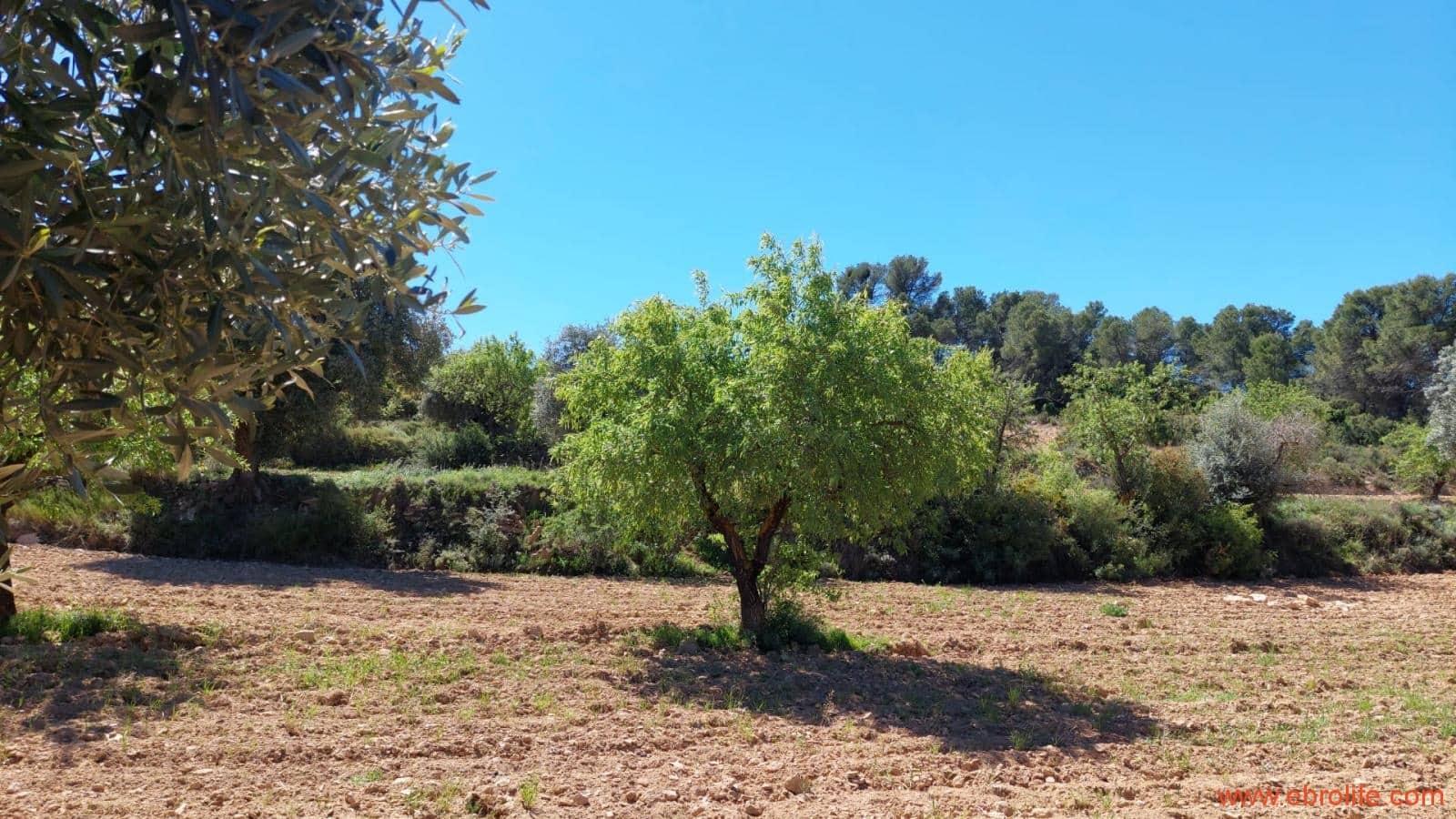 Finca/Casa di Campagna in vendita in Mazaleon - 13.000 € (Rif: 9785108)
